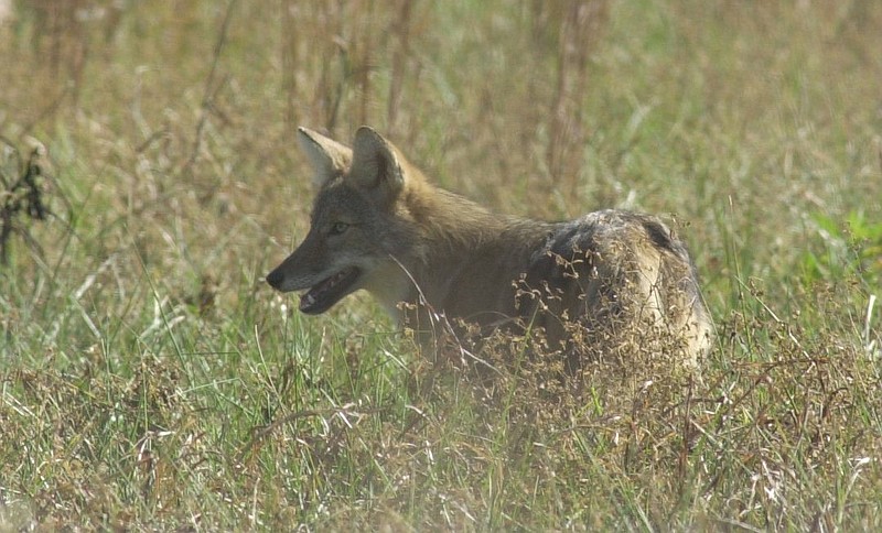 A coyote searches for a would-be meal in a sallow field in the Sequatchie Valley.
