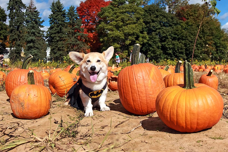 
              This Oct. 17, 2015 photo provided by Marc Dalangin shows his Welsh corgi, Wally, dressed in a Batman costume at Conklin Farms in Montville, N.J. Wally has dressed as a banana, a dinosaur, Michael Jackson and Elvis. But he doesn't go out anymore. People come to see him instead, or visit him on Instagram, with 63,000 followers, and Facebook, with 12,000 followers. (Marc Dalangin via AP)
            