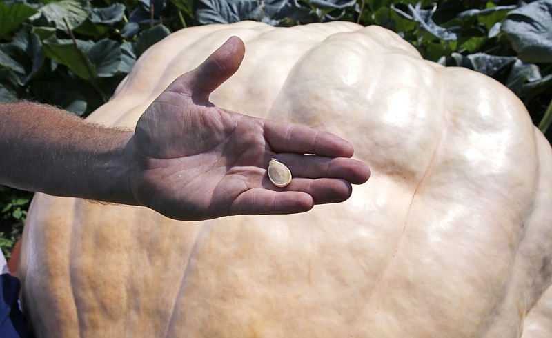 Giant-pumpkin grower Ron Wallace holds a single seed at the pumpkin patch in his garden outside his home in Greene, R.I., Aug. 18, 2015. (AP Photo/Charles Krupa)