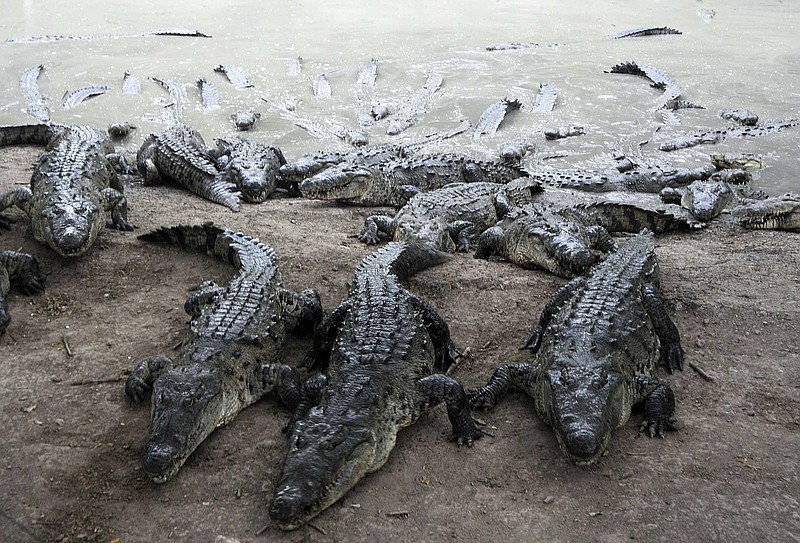 Man wearing Crocs breaks into alligator farm, gets bitten after jumping  into pond full of crocodiles | Chattanooga Times Free Press