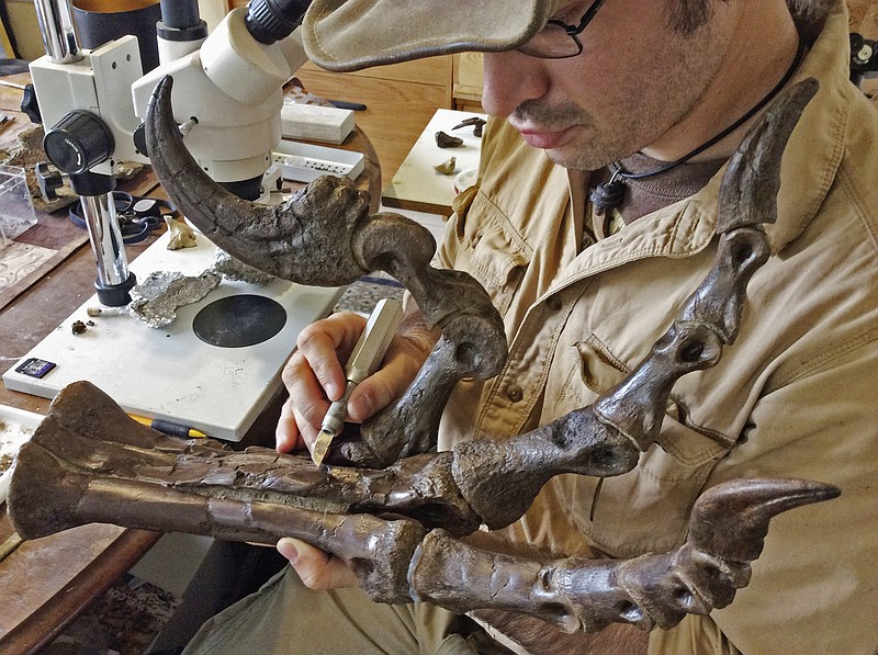 
              In this Oct. 29, 2015 photo provided by Robert DePalma, DePalma, curator of vertebrate paleontology at the Palm Beach Museum of Natural History, examines the fierce foot claw of a newly discovered species of raptor called Dakotaraptor in West Palm Beach, Fla. The fossils were unearthed from the Hell Creek Formation in northwestern South Dakota. (Kylie Ruble/Robert DePalma via AP)
            