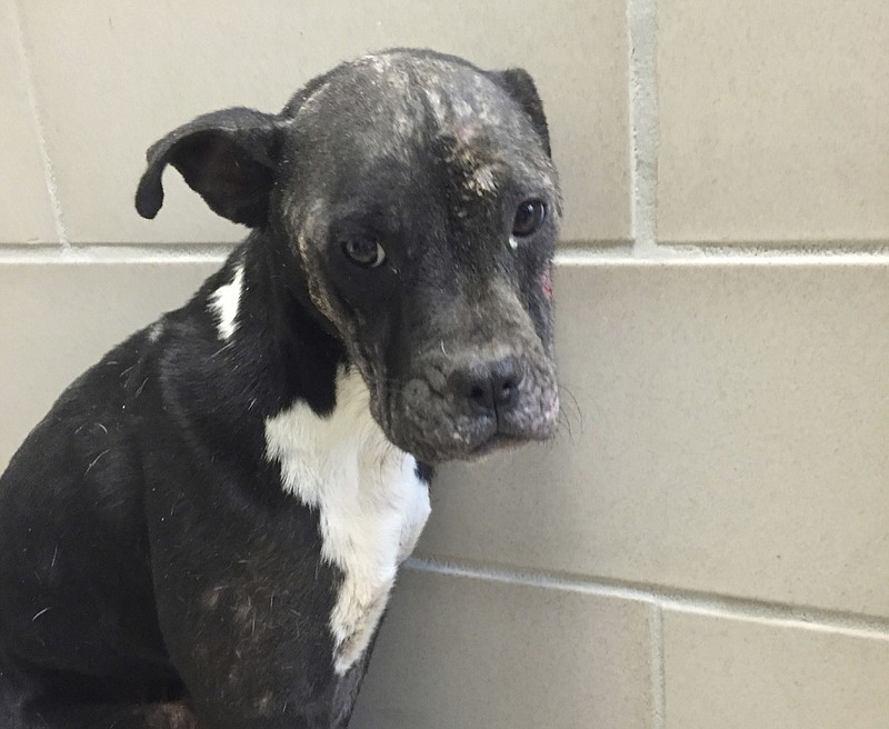 The McKamey Animal Center is trying to find the person or persons responsible for the abandonment and cruelty to this dog.