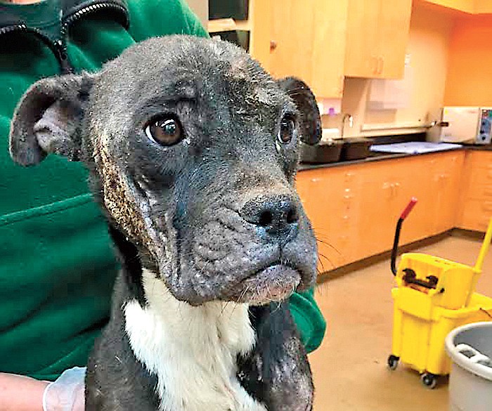 Contributed Photo

McKamey Animal Center is seeking the public's help in identifying the person or persons responsible for the abandonment and neglect of a severely malnourished pit bull dog who was placed in a garbage bag and left in a dumpster while still alive.