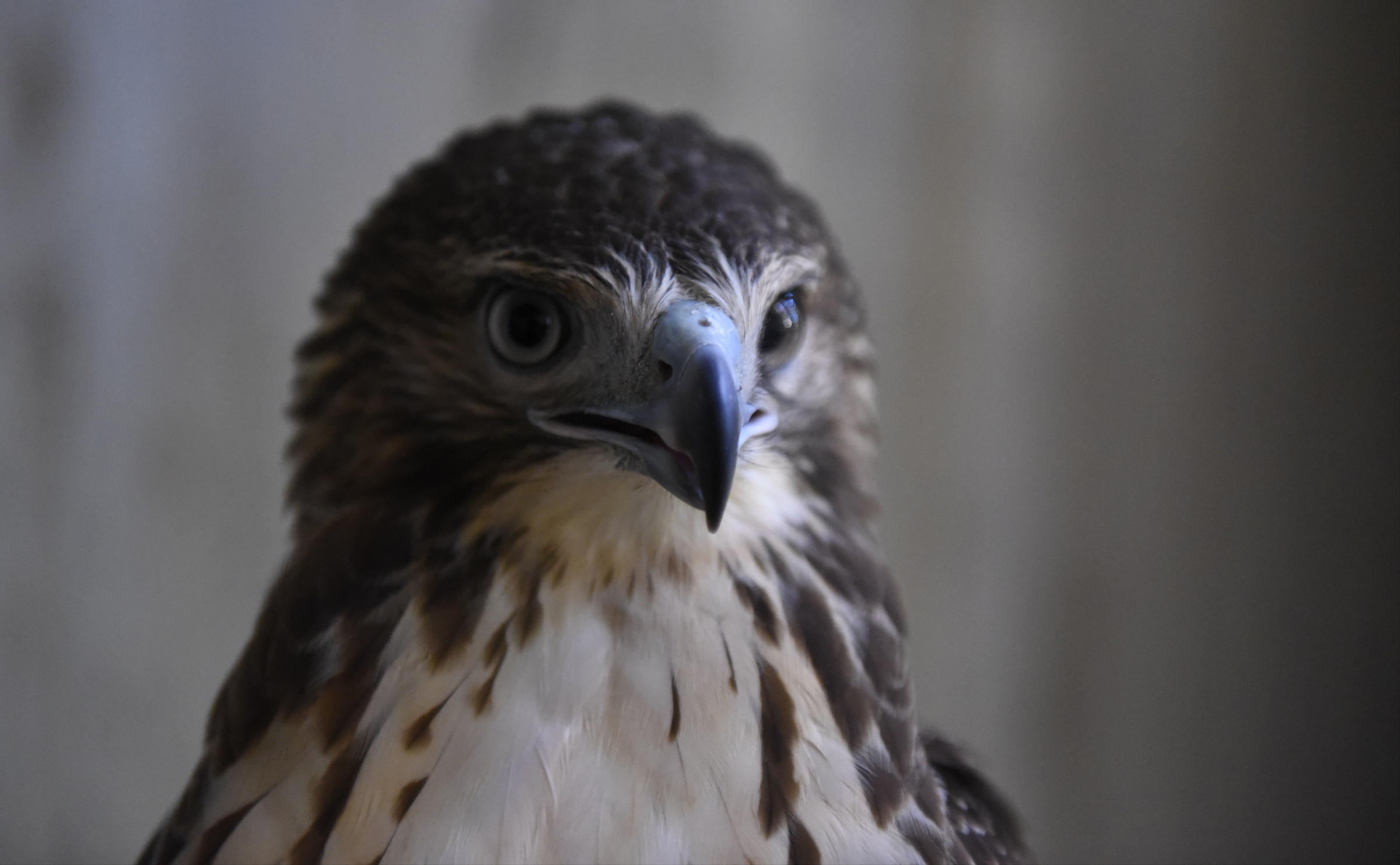 Seen Tuesday, Nov. 10, 2015, in the town of Signal Mountain, Tenn., this red-tailed hawk is one of several injured birds recuperating at Happinest Wildlife Rescue.