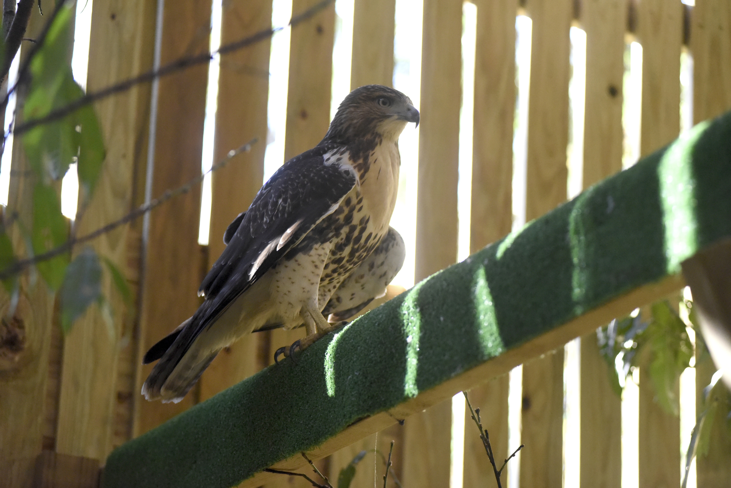 Seen Tuesday, Nov. 10, 2015, in the town of Signal Mountain, Tenn., this red-tailed hawk that has been recuperated at Happinest Wildlife Rescue is nearly ready for release back into the wild.