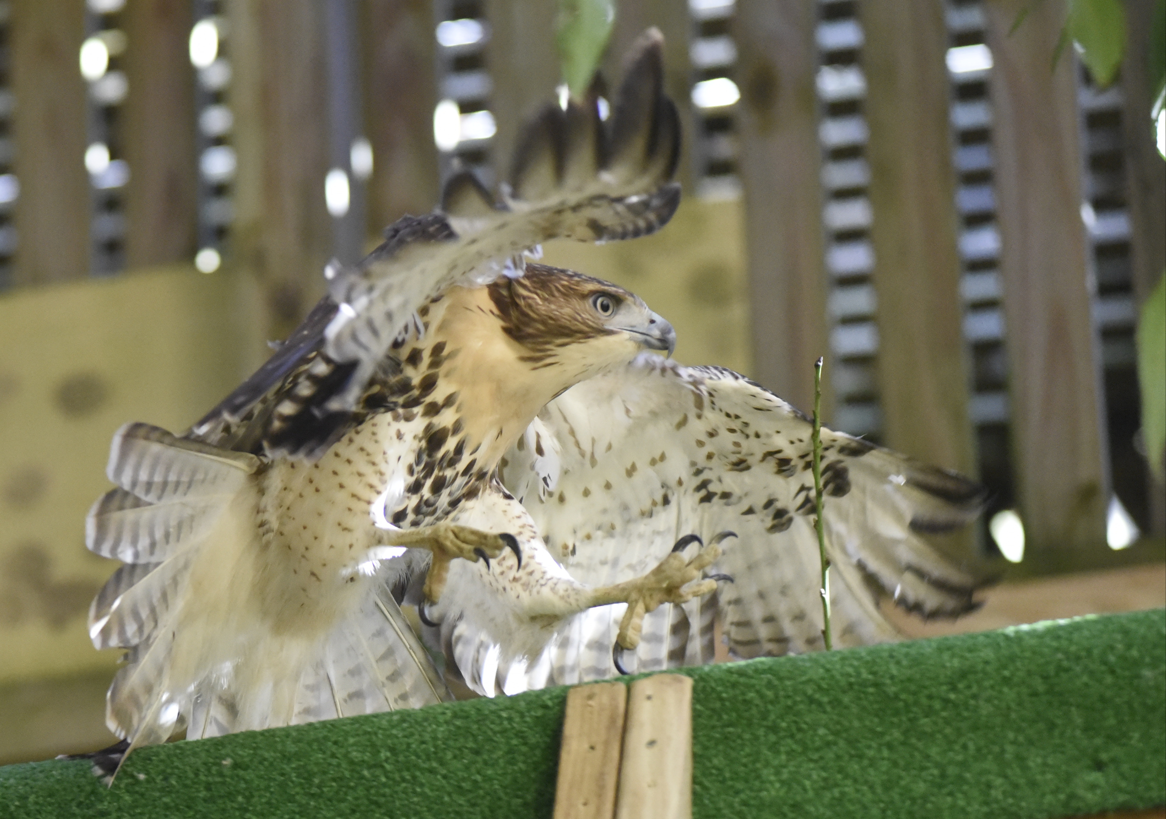 Seen Tuesday, Nov. 10, 2015, in the town of Signal Mountain, Tenn., this red-tailed hawk that has been recuperated at Happinest Wildlife Rescue is nearly ready for release back into the wild.
