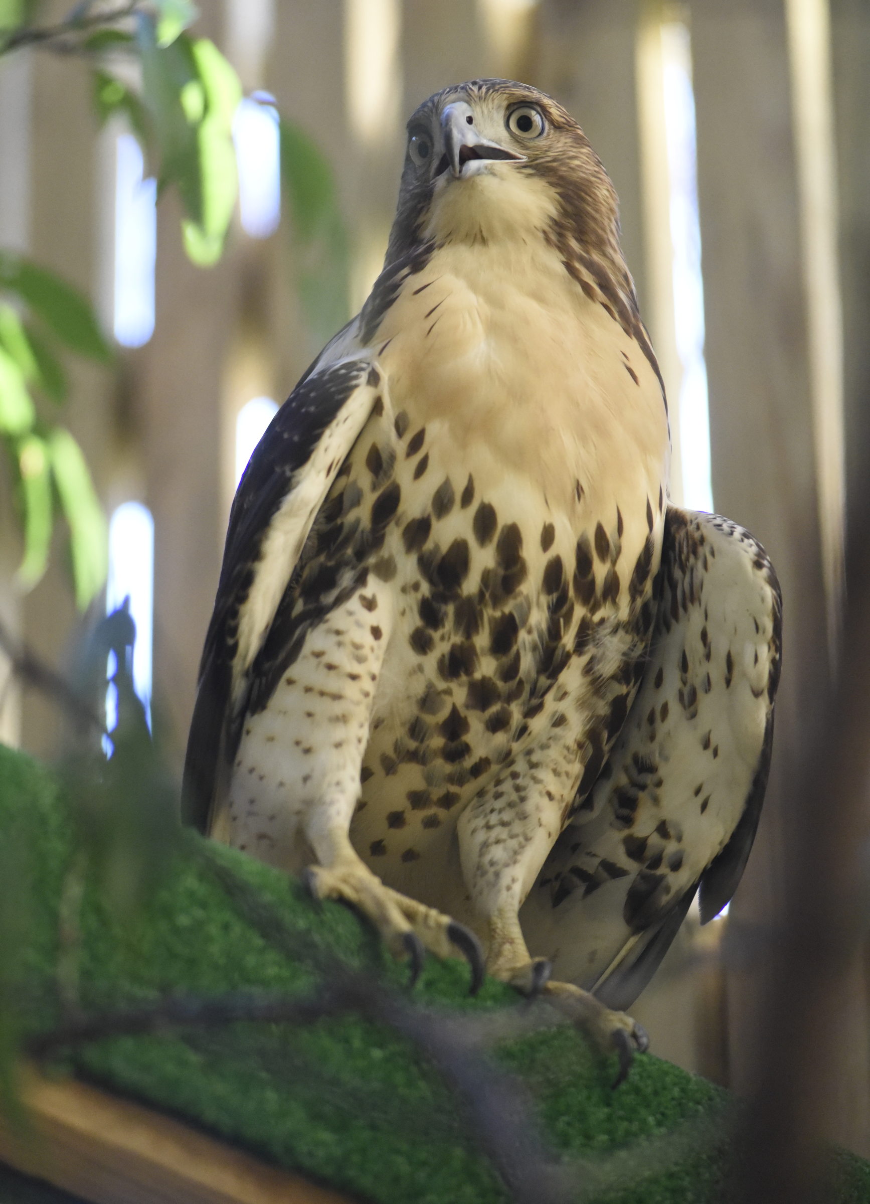 Seen Tuesday, Nov. 10, 2015, in the town of Signal Mountain, Tenn., this red-tailed hawk that has been recuperated at Happinest Wildlife Rescue is nearly ready for release back into the wild.
