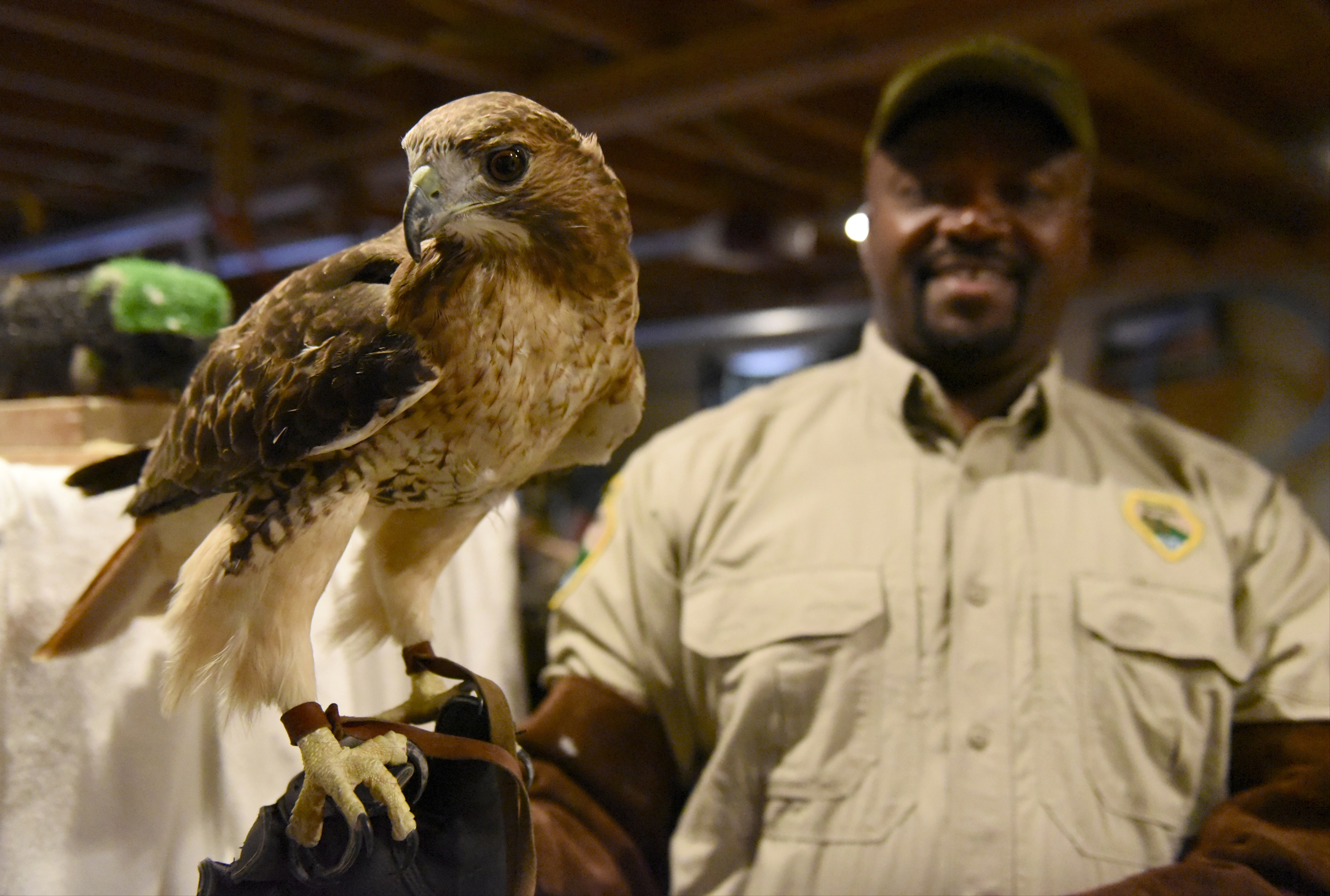 Robert Thomas, a park ranger at Booker T. Washington State Park, holds Maggie II, a two-year-old red-tailed hawk, at Happinest Wildlife Rescue on Tuesday, Nov. 10, 2015, in the town of Signal Mountain, Tenn. Maggie II is one of the raptors displayed for visitors to the park, and was brought to Happinest for a checkup and a beak trim.