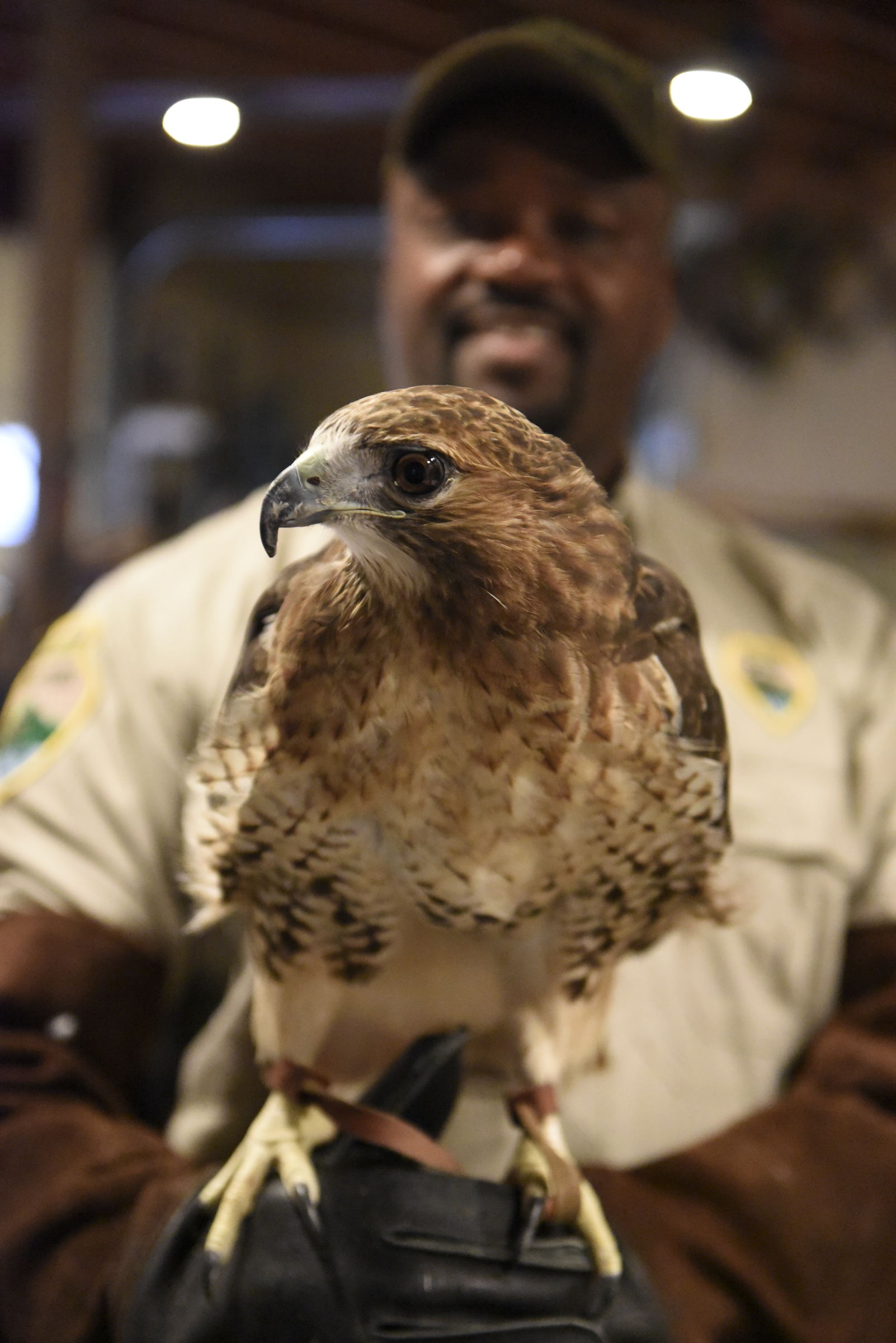 Robert Thomas, a park ranger at Booker T. Washington State Park, holds Maggie II, a two-year-old red-tailed hawk, at Happinest Wildlife Rescue on Tuesday, Nov. 10, 2015, in the town of Signal Mountain, Tenn. Maggie II is one of the raptors displayed for visitors to the park, and was brought to Happinest for a checkup and a beak trim.