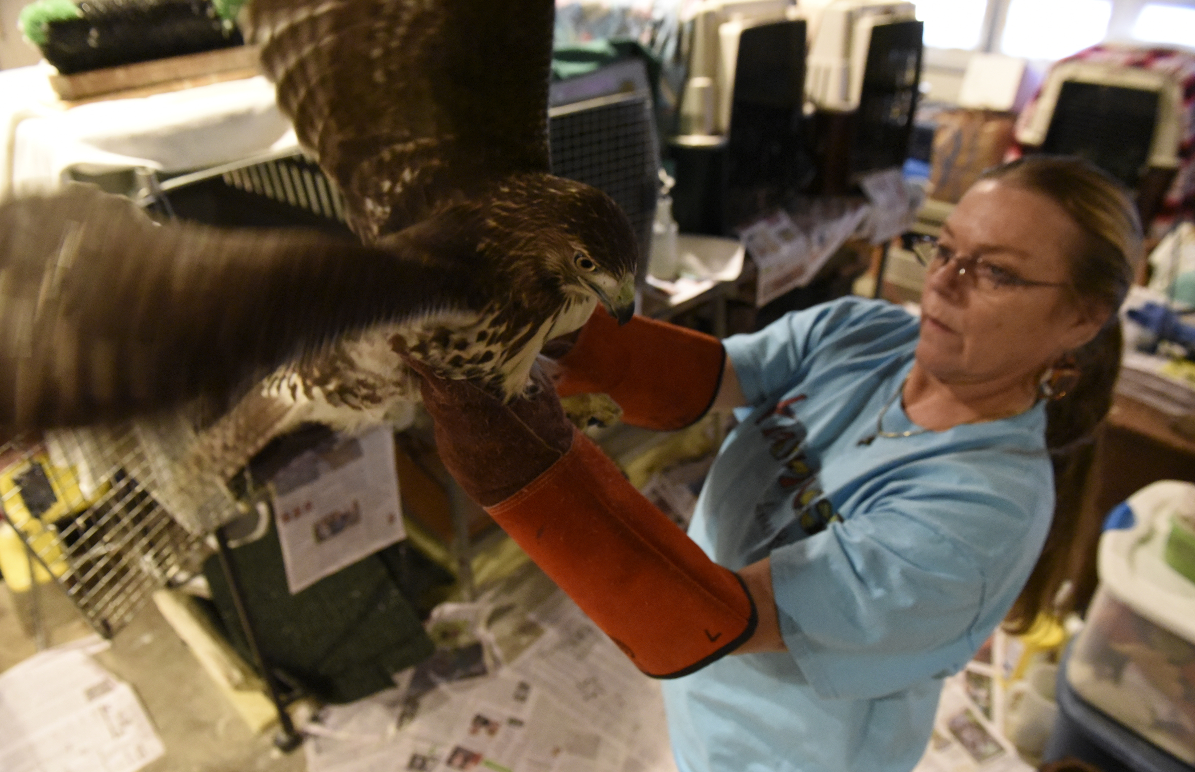 Alix Parks holds Maggie II, a two-year-old red-tailed hawk, at Happinest Wildlife Rescue on Tuesday, Nov. 10, 2015, at her home in the town of Signal Mountain, Tenn. An injured bird who is unable to fly, Maggie II is one of the raptors displayed for visitors to the park, and was brought to Happinest for a checkup and a beak trim.