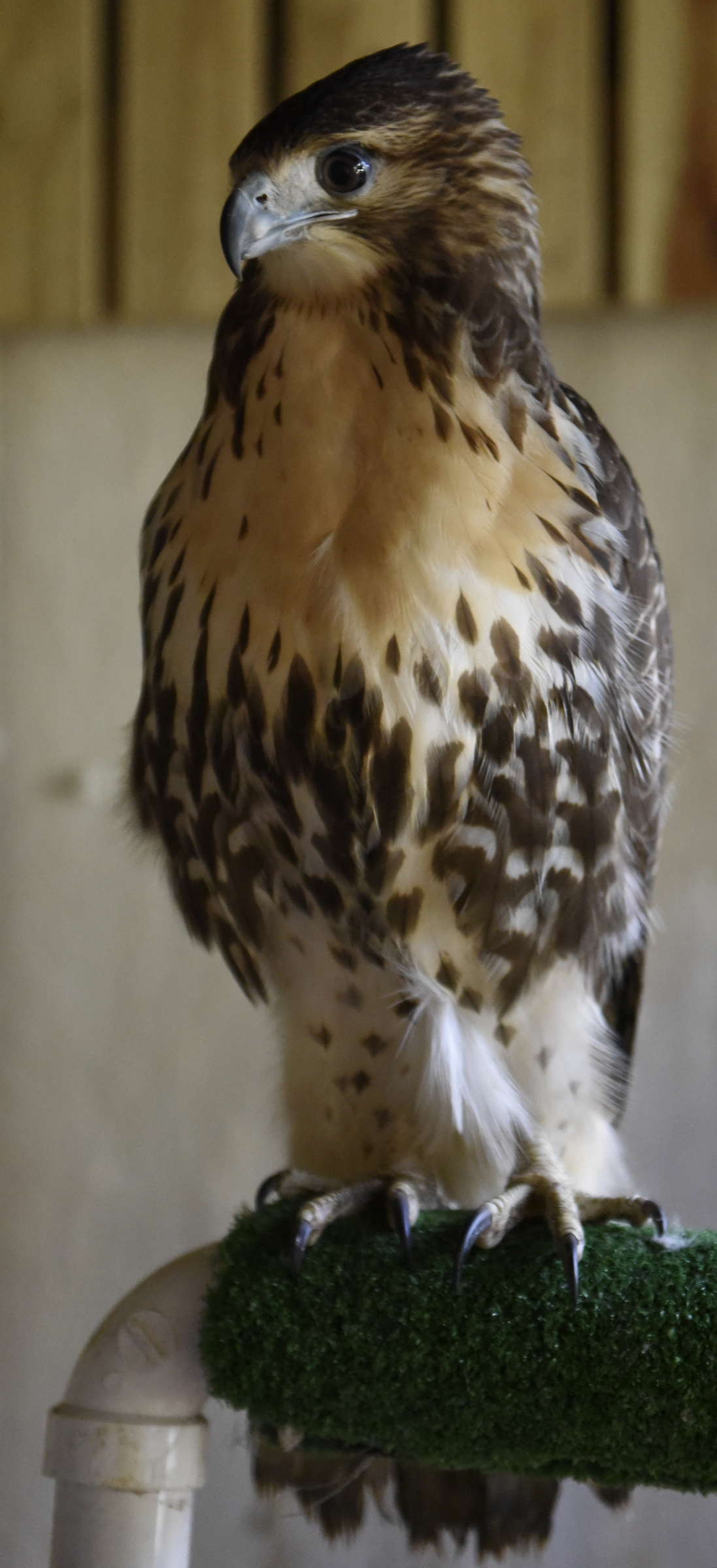 A red-tailed hawk who is blind in one eye, roosts at Happinest Wildlife Rescue on Tuesday, Nov. 10, 2015, in the town of Signal Mountain, Tenn.