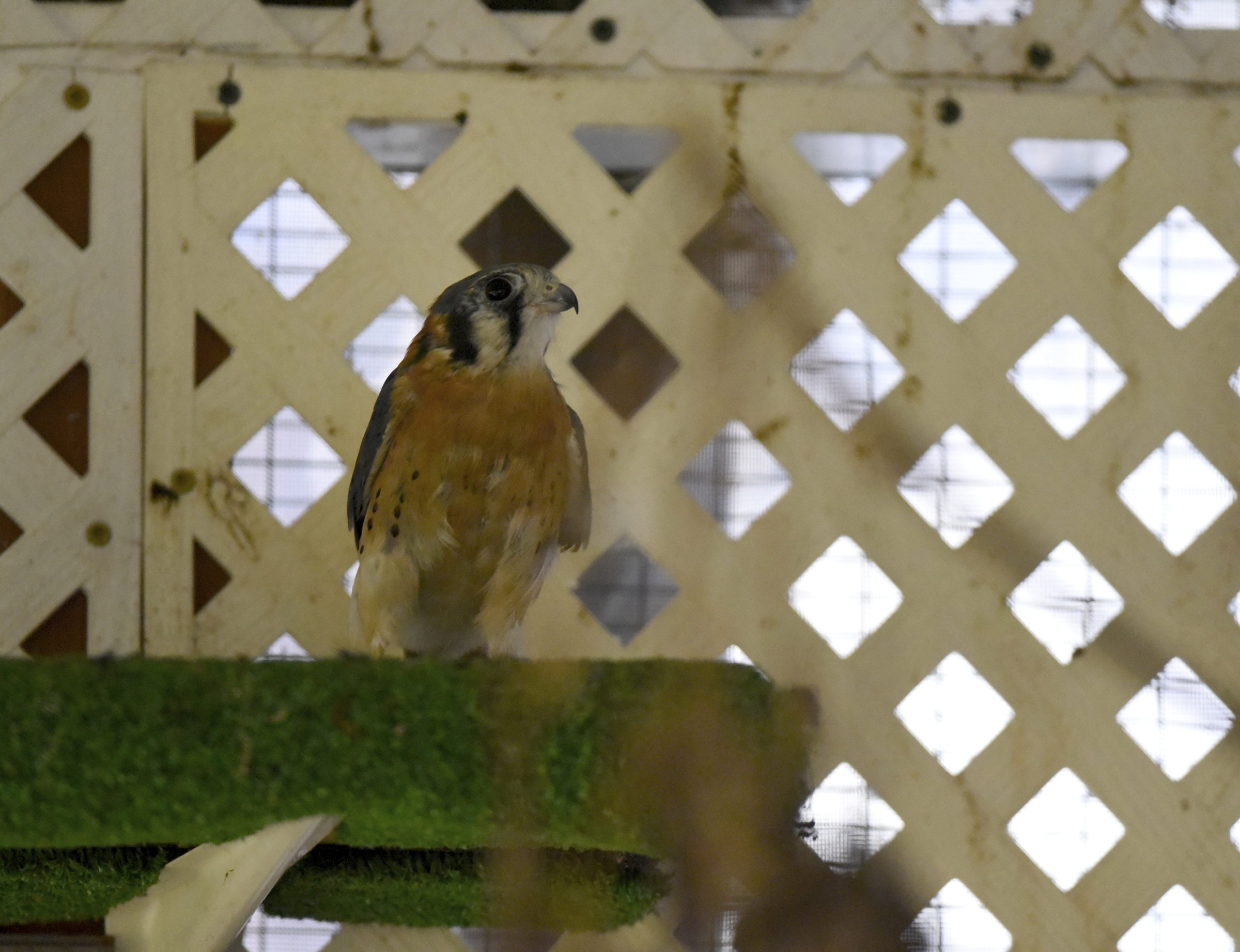 Seen Tuesday, Nov. 10, 2015, in the town of Signal Mountain, Tenn., Orion, a kestrel falcon who suffered a head injury flying into a window, is able to roost and fly inside an enclosure on the back of the home of Alix Parks, also the location of Happinest Wildlife Rescue.