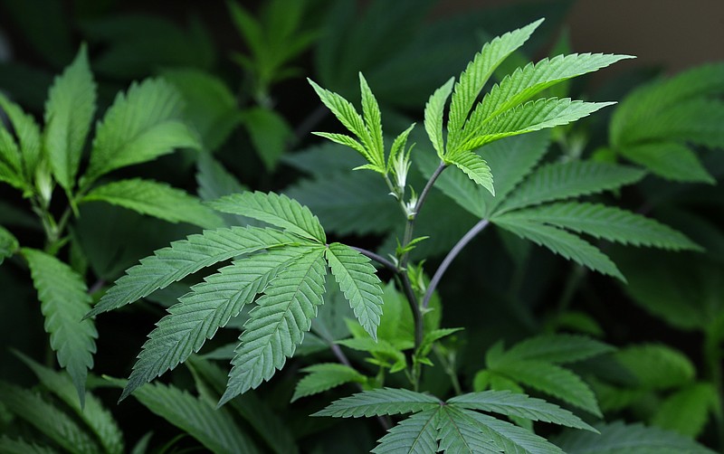 In this Oct. 16, 2013, file photo, marijuana clone plants that are used to grow medical marijuana are displayed under a light at a medical marijuana cooperative in Seattle.