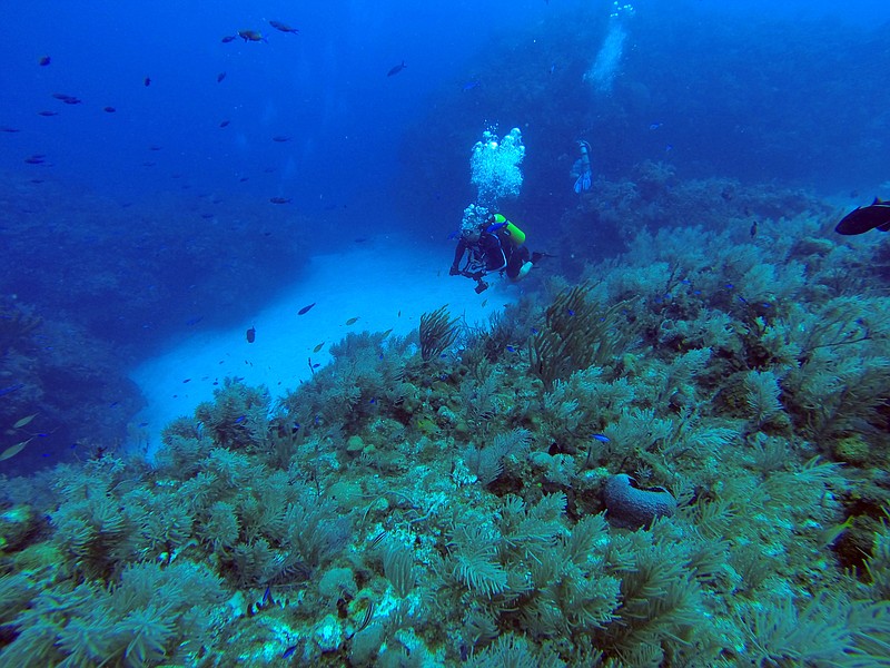 
              FILE - In this June 10, 2015 file photo, a diver makes an immersion at the International Diving Center Maria la Gorda on the Guanahacabibes peninsula in the province of Pinar del Rio, Cuba. The United States and Cuba signed an agreement Wednesday to join forces and protect the vast array of fish and corals they share as countries separated by just 90 miles (140 kilometers), the first environmental accord since announcing plans to renew diplomatic relations. (AP Photo/Chris Gillette, File)
            