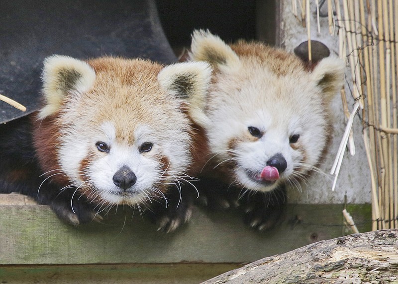 
              In this March 2015 photo, a pair of red pandas relax, groom, and play in the entrance of one of their hut-like shelters at Sequoia Park Zoo in Eureka, Calif. A red panda disappeared from the zoo sometime between 11 a.m. and 2 p.m. on  Thursday, Nov. 19, 2015. Zoo manager Gretchen Ziegler says that any resident who spots the 1 1/2-year old panda should not approach it, but try not to lose sight of it and call the zoo or police. (Shaun Walker/The Times-Standard via AP)
            