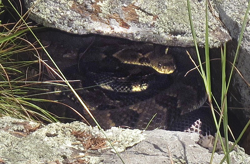 
              FILE - In this July 31, 2015 file photo, two rattlesnakes hide in a crack in a rock at an undisclosed location in western Rutland County, Vt. Jeffrey Lorch, a microbiologist with the U.S. Geological Survey's National Wildlife Health Center in Madison, Wisc., said in a paper published Tuesday, Nov. 17, 2015, that he has identified the fungus that has been infecting some snake species in the eastern United States. Vermont's small population of rattlesnakes is being threatened by the fungus that was first observed by scientists a few years earlier. (AP Photo/Wilson Ring, File)
            