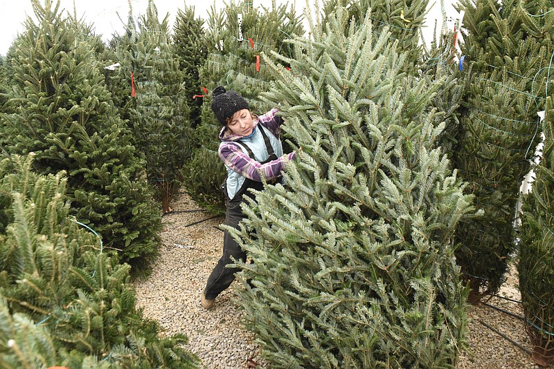Haley Mills of the Tom Sawyer Tree Farm unpacks Frazier fir trees for sale underneath a giant tent on Manufacturers Road at the foot of the Olgiati Bridge on Tuesday, Nov. 24, 2015, in Chattanooga, Tenn. These freshly-cut trees are shipped from Cashiers, N.C., and Mills expects to sell about 100 trees a day.