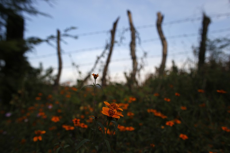 
              In this Oct. 20, 2015 photo, wildflowers grow in a field where the body of taco vendor Carlos Sanchez and dozens other were found almost a year ago, on the outskirts of Iguala, Mexico. After adding the names of their missing to the lists, many families organized to go into the hills around Iguala to search for bodies of the disappeared. Over many weeks and months, government crews dug up the remains of at least 104 people from unmarked graves found by the families, only 13 of which have been identified by DNA and telltale bits of clothing. (AP Photo/Dario Lopez-Mills)
            