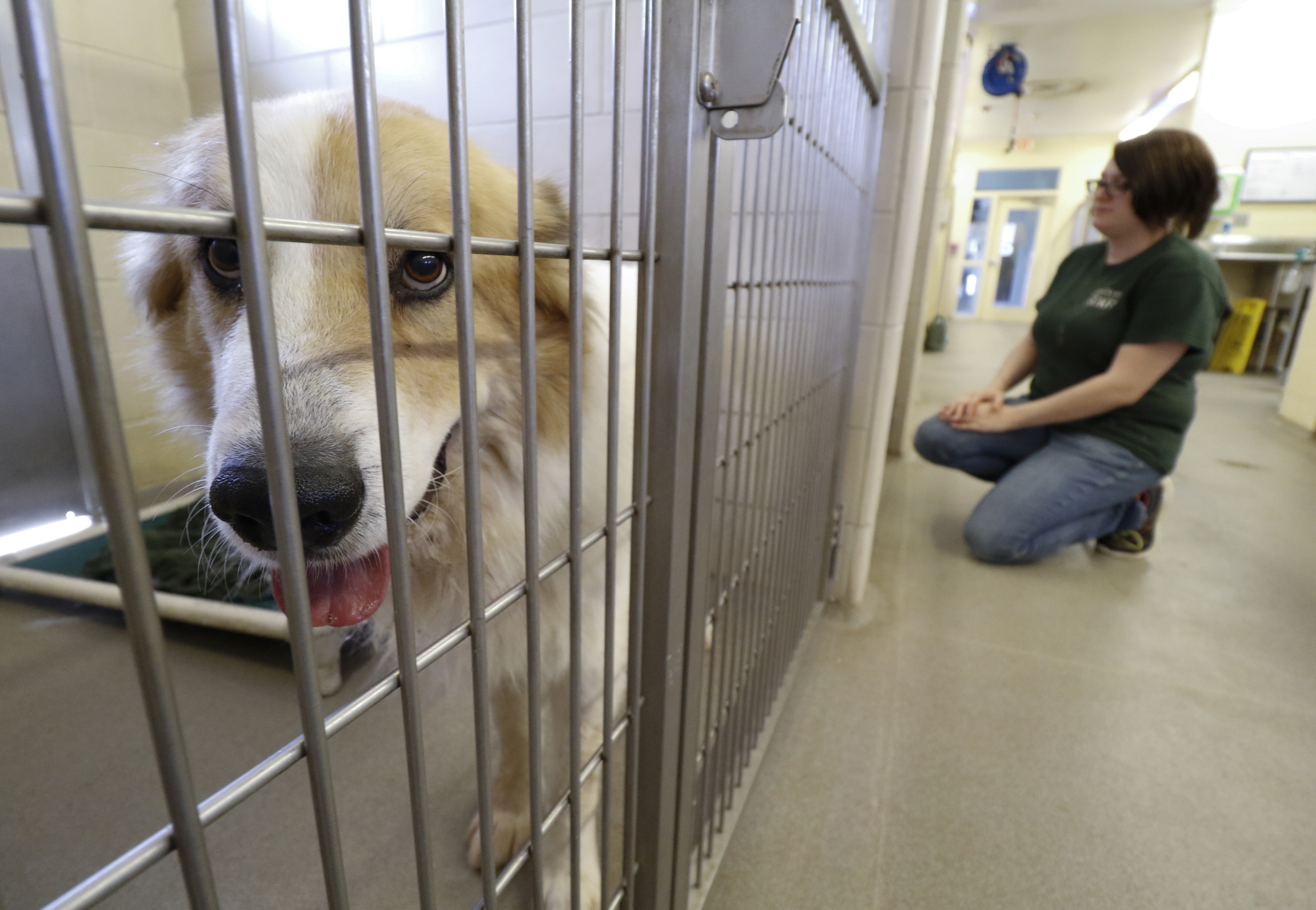 Staff Photo by Dan Henry / The Chattanooga Times Free Press- 11/24/15. Amanda Steed, an adoptions councilor at McKamey Animal Center, makes her way past Market while giving the animals attention on Tuesday, November 24, 2015. McKamey is holding a name your price event on Black Friday where area residents can adopt an animal with a donation of whatever they decide is appropriate. Normal prices are $40 Cats, $50 Kittens, $65 mixed breed dogs, $85 puppies, $100 for specialty dogs under 20lbs and $125 for purebreds or those resembling.