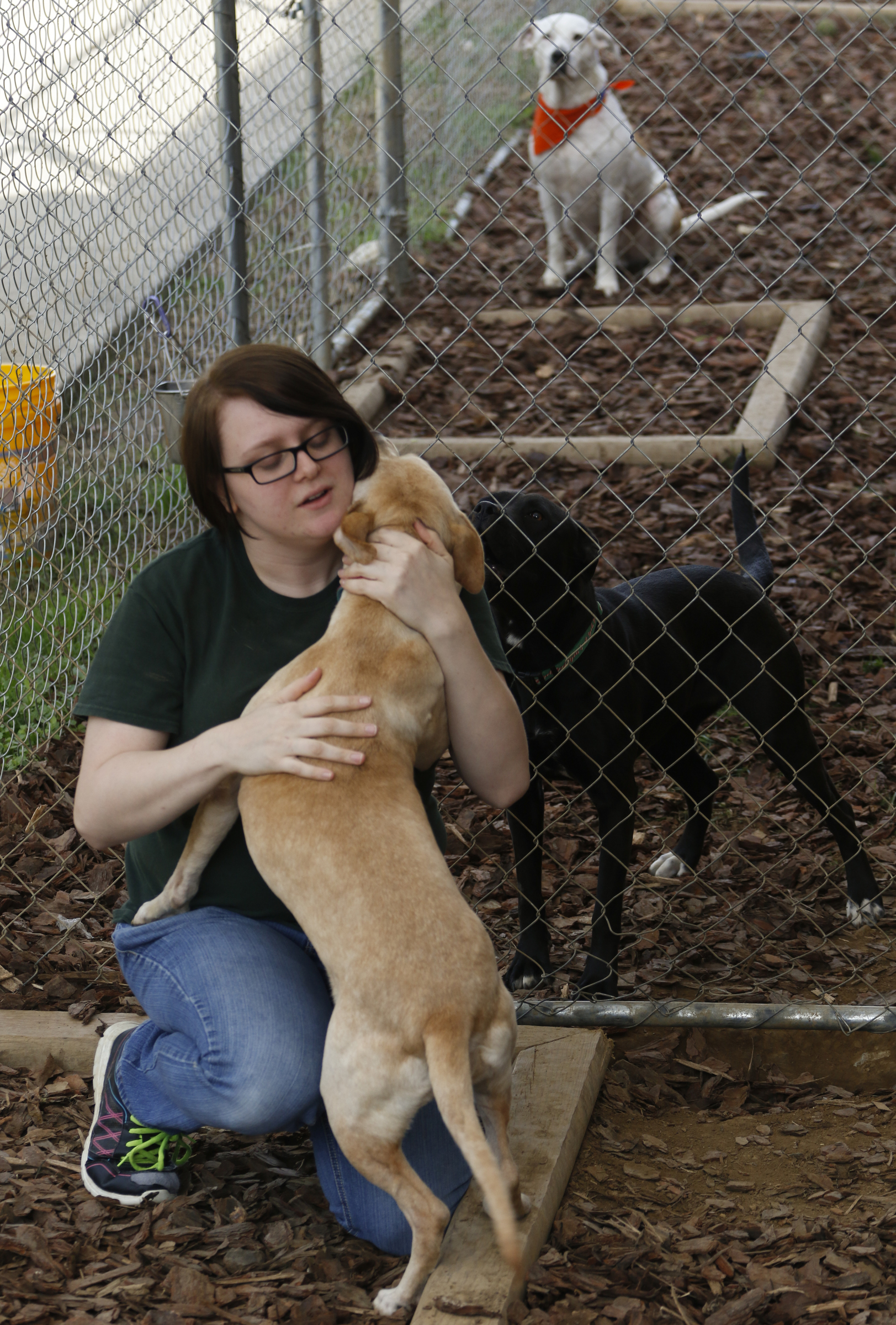 Staff Photo by Dan Henry / The Chattanooga Times Free Press- 11/24/15. Amanda Steed, an adoptions councilor at McKamey Animal Center, gives Chloe some attention on Tuesday, November 24, 2015. McKamey is holding a name your price event on Black Friday where area residents can adopt an animal with a donation of whatever they decide is appropriate. Normal prices are $40 Cats, $50 Kittens, $65 mixed breed dogs, $85 puppies, $100 for specialty dogs under 20lbs and $125 for purebreds or those resembling.