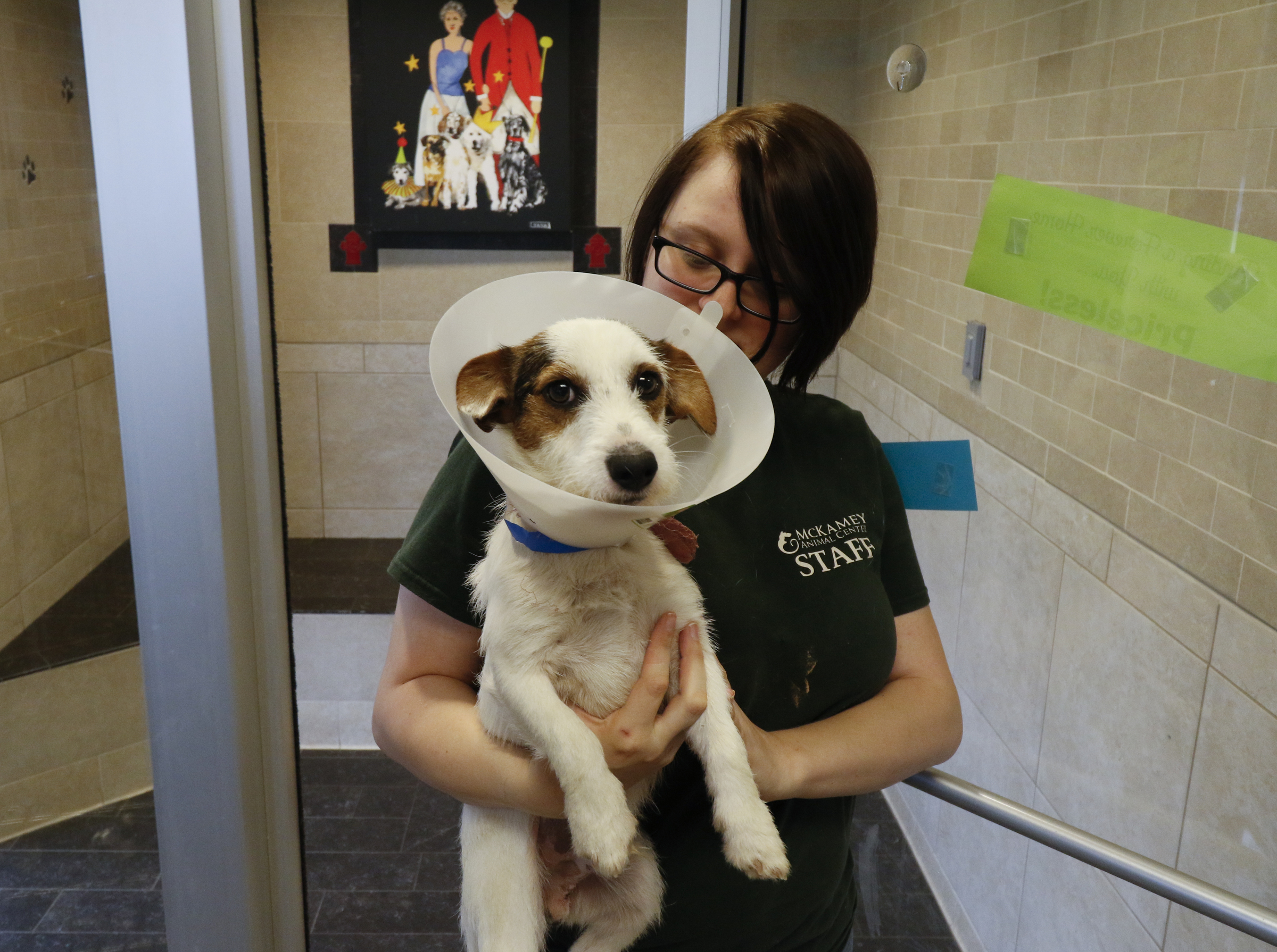 Staff Photo by Dan Henry / The Chattanooga Times Free Press- 11/24/15. Amanda Steed, an adoptions councilor at McKamey Animal Center, gives Gizmo some attention on Tuesday, November 24, 2015. McKamey is holding a name your price event on Black Friday where area residents can adopt an animal with a donation of whatever they decide is appropriate. Normal prices are $40 Cats, $50 Kittens, $65 mixed breed dogs, $85 puppies, $100 for specialty dogs under 20lbs and $125 for purebreds or those resembling.