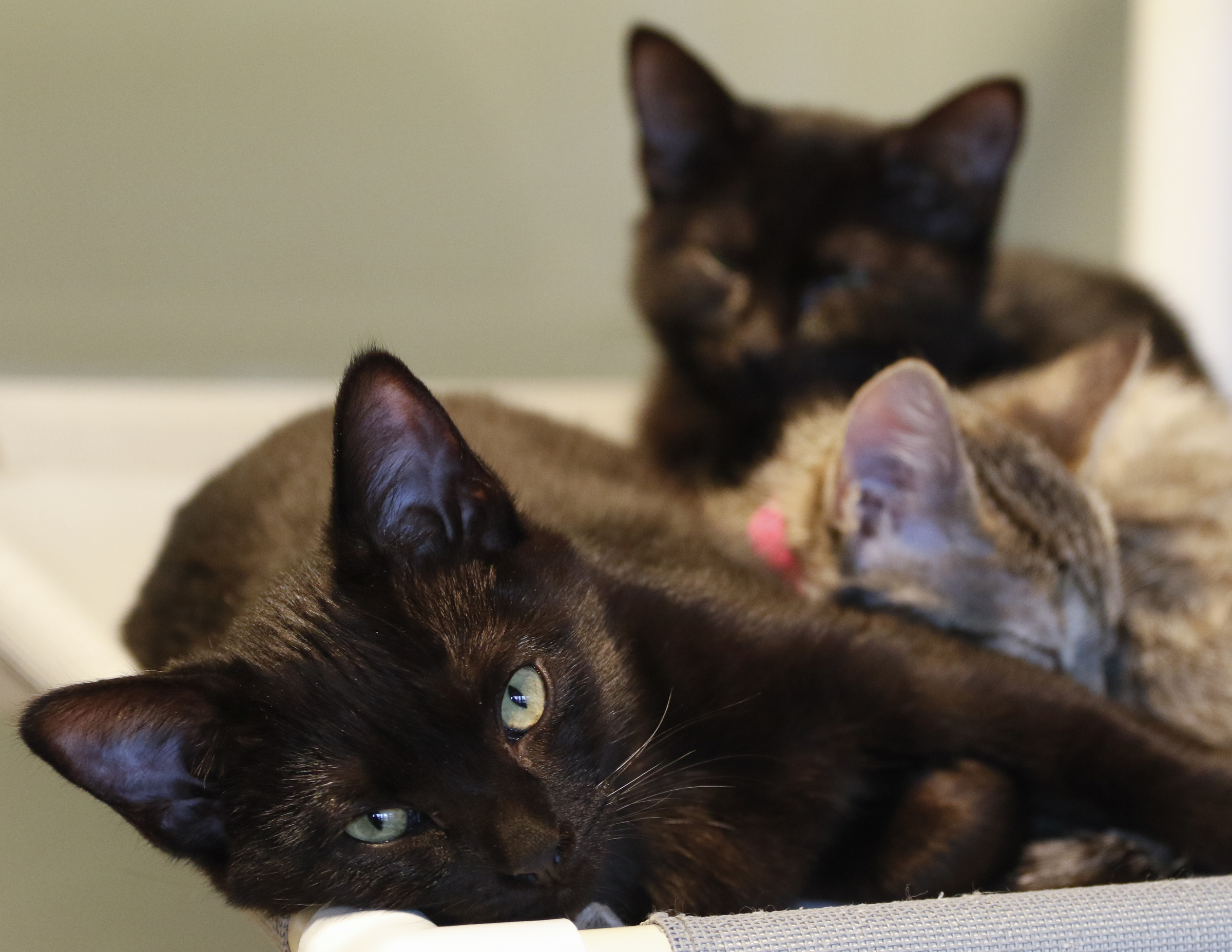 Staff Photo by Dan Henry / The Chattanooga Times Free Press- 11/24/15. Dare sleeps with other cats at the McKamey Animal Center on Tuesday, November 24, 2015. McKamey is holding a name your price event on Black Friday where area residents can adopt an animal with a donation of whatever they decide is appropriate. Normal prices are $40 Cats, $50 Kittens, $65 mixed breed dogs, $85 puppies, $100 for specialty dogs under 20lbs and $125 for purebreds or those resembling.