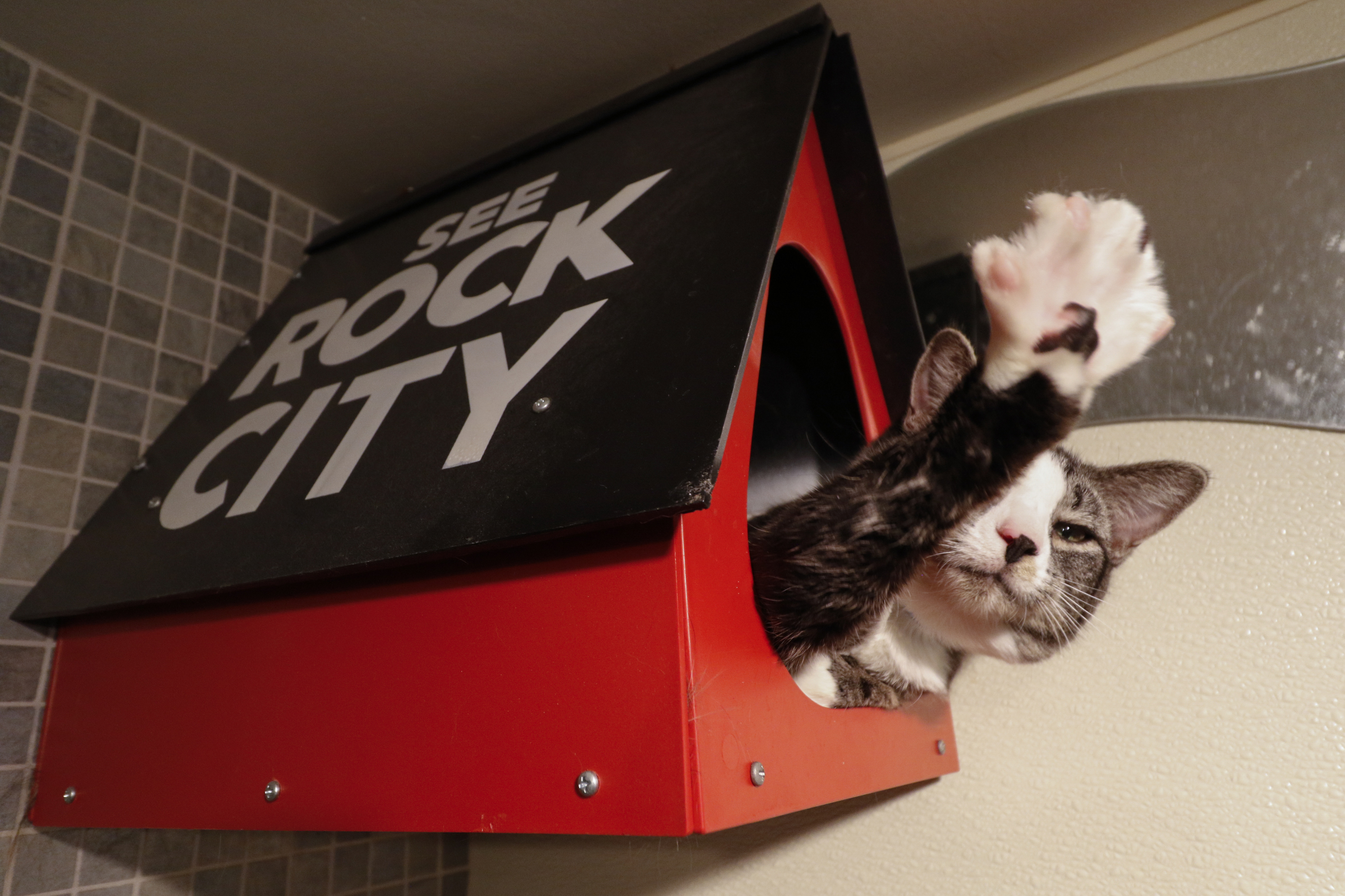 Staff Photo by Dan Henry / The Chattanooga Times Free Press- 11/24/15. Kayo reaches out to stretch while being housed at the McKamey Animal Center on Tuesday, November 24, 2015. McKamey is holding a name your price event on Black Friday where area residents can adopt an animal with a donation of whatever they decide is appropriate. Normal prices are $40 Cats, $50 Kittens, $65 mixed breed dogs, $85 puppies, $100 for specialty dogs under 20lbs and $125 for purebreds or those resembling.