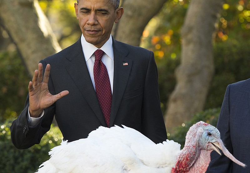 
              President Barack Obama pardons Abe, the National Thanksgiving Turkey, Wednesday, Nov. 25, 2015, during a ceremony in the Rose Garden of the White House in Washington. This is the 68th anniversary of the National Thanksgiving Turkey presentation. (AP Photo/Evan Vucci)
            