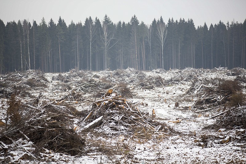 
              Trees are cut along a construction site of a new highway in Moscow region in this Tuesday, Nov. 17, 2015 photo. As the climate warms, moisture levels are changing with wet areas becoming wetter and dry areas drier. Russia is the fastest warming part of the world, according to a report from the country’s weather monitoring agency. The steady rise in temperatures puts Siberia- known for its long winters and lush forests- at risk to natural disasters, such forest fires. (AP Photo/Alexander Zemlianichenko)
            