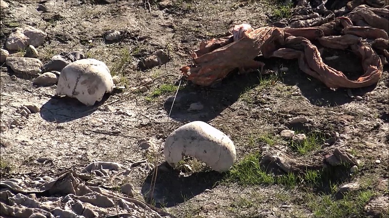 
              FILE -- In this Sunday, Nov. 22, 2015 file image made from video, skulls remain at the site of a purported mass grave in the city of Sinjar, northern Iraq after it was retaken from Islamic State militants. Iraqi officials said Sunday, Nov. 29, 2015, that three more mass graves have been found in the northern town of Sinjar, where Kurdish forces backed by U.S.-led airstrikes drove out Islamic State militants earlier this month. Two graves have been found east of the town and one has been found within the town itself, bringing the total number of mass graves uncovered to five. (AP Photo via AP video, File)
            