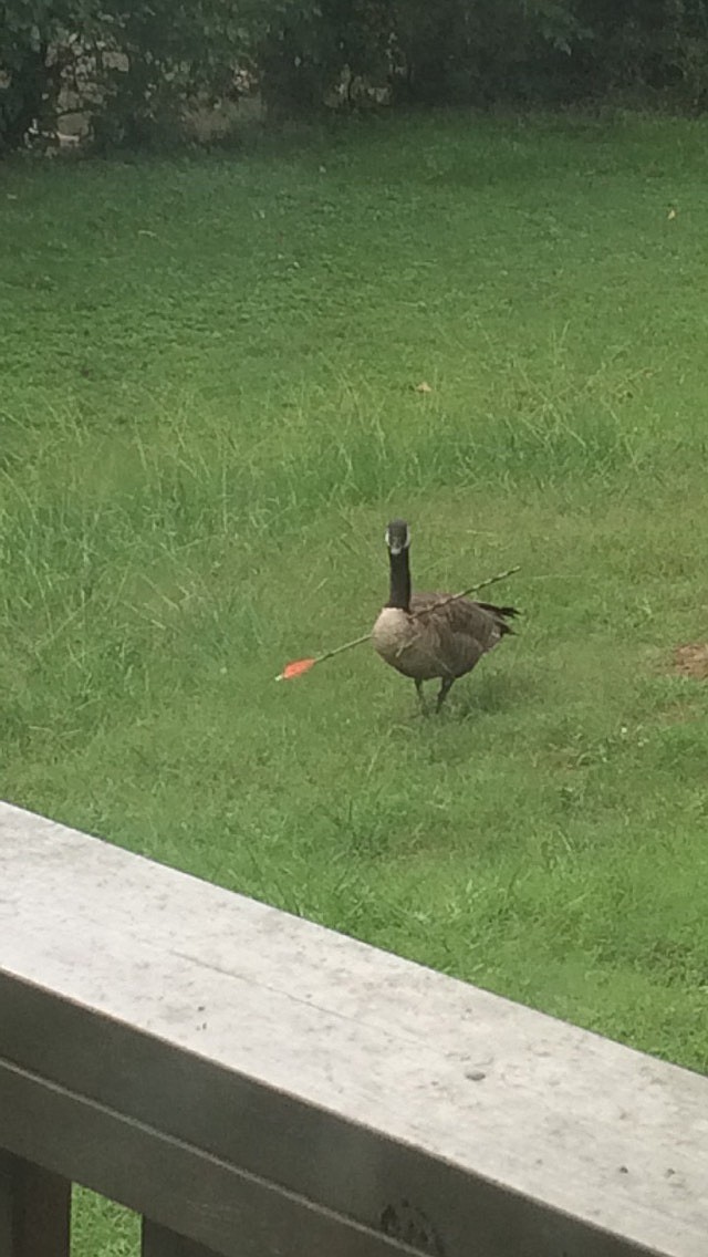 
              In this photo taken Aug. 24, 2015 and provided by Trevor Nichols, a Canadian goose, with an arrow piercing its neck, is seen behind Nichols apartment in Kingsport, Tenn. Over the past four months, the goose has elicited gasps, pity and multiple calls to authorities as it walks the streets, and flies the skies, with an arrow through its neck. Considering the circumstances, officials say it seems to be relatively fine, and at this point interfering could do more harm than good.  (Trevor Nichols via AP)
            