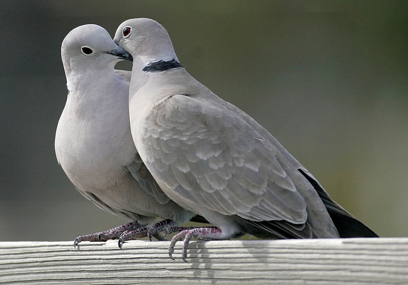 
              FILE- This Feb. 12, 2009, file photo shows two turtle doves in St. George Island, Fla. The cost of two turtle doves rose 11.5 percent, according to the 32nd annual PNC Wealth Management Christmas Price Index released Monday, Nov. 29, 2015. Monday marks the 32nd year that the Pittsburgh-based bank tracks inflation by pricing the cost of the items listed in the “The Twelve Days of Christmas” carol. (AP Photo/Phil Coale, File)
            