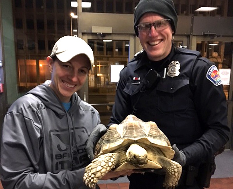 
              This Nov. 30, 2015 photo provided by the Albuquerque Police Department show Albuquerque Police Department Detective Megan Glynn, left and Officer Ryan Holets hold a pet tortoise that was stolen during a home invasion. The 10-year-old tortoise was returned to its owner after three men were arrested and jailed on suspicion of aggravated burglary and other crimes. The officers were able to find the suspects after recieving a description of the car in which the three  drove off. (Albuquerque Police Department via AP)
            