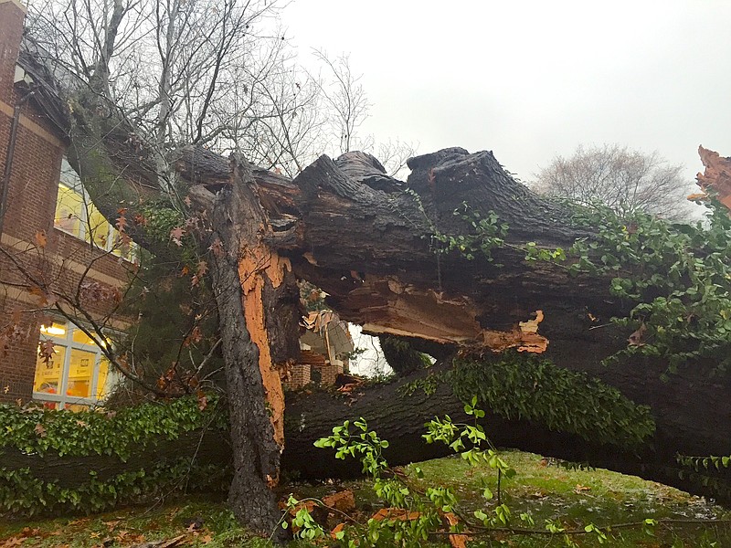 A red oak tree on the Baylor School campus believed to be one of the oldest of its kind in Hamilton County fell Monday night.