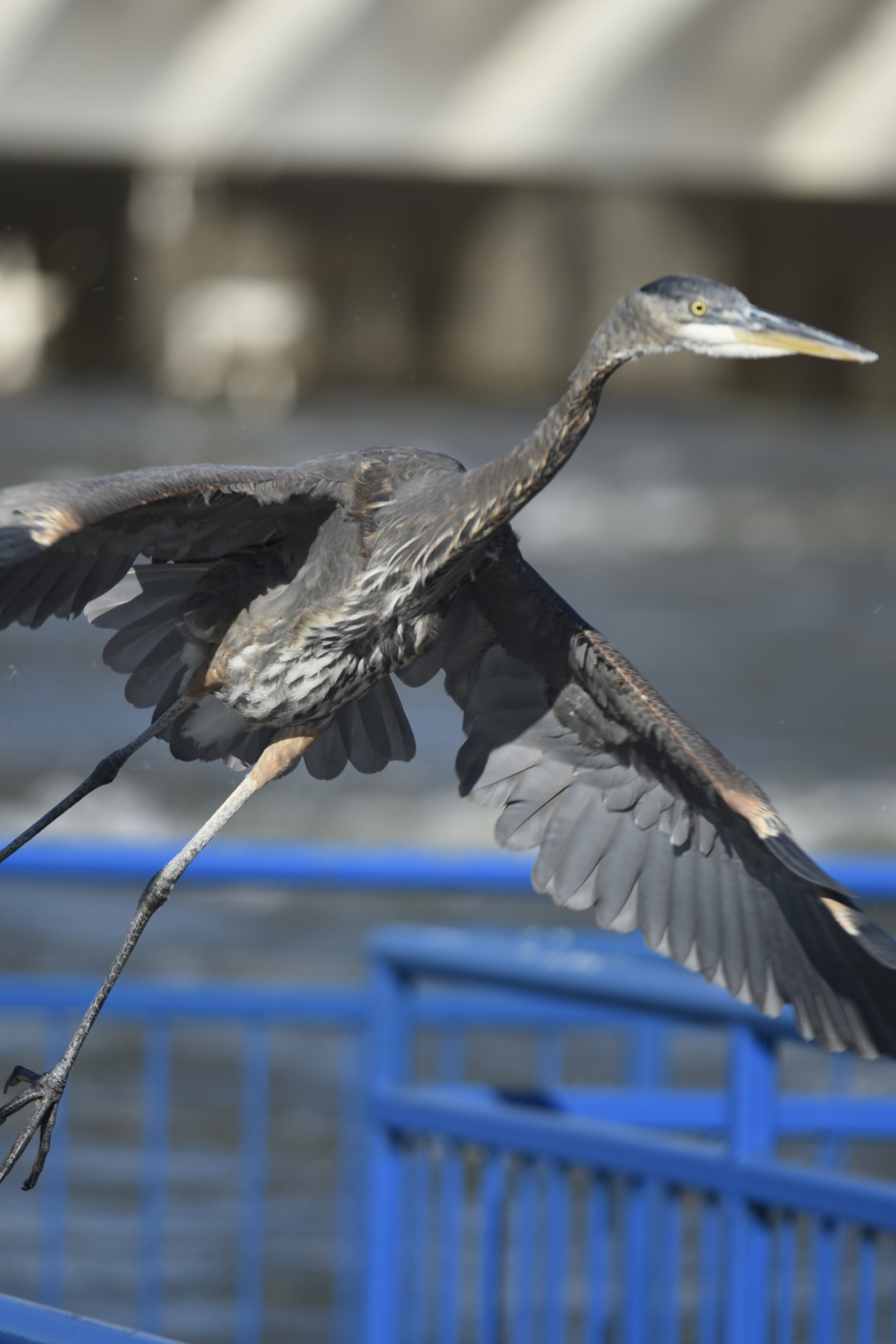 A great blue heron takes off from his perch on the railing of a submerged fishing pier as water is released from all the spillways at the Chickamauga Dam on Thursday, Dec. 3, 2015, in Chattanooga, Tenn., causing the level of the Tennessee River to rise below the dam.