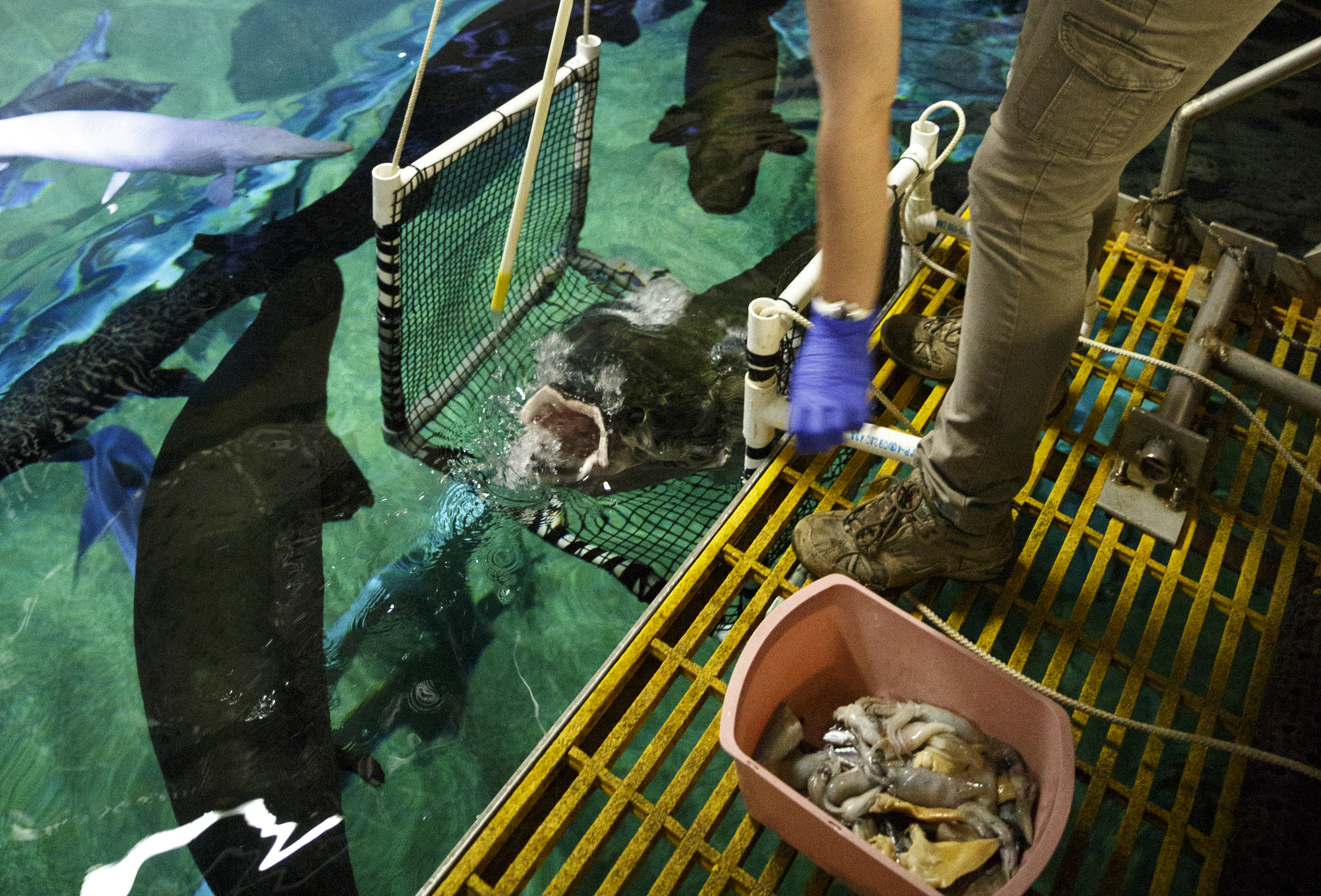 Aquarist Tasha Skillman feeds arapaima from a platform above the River Giants exhibit at the Tennessee Aquarium on Wednesday, Dec. 16, 2015, in Chattanooga, Tenn. Aquarists are teaching the arapaima to swim into a suspended net during feeding time to help ease their stress should the fish need to be removed from their tank for healths screenings.