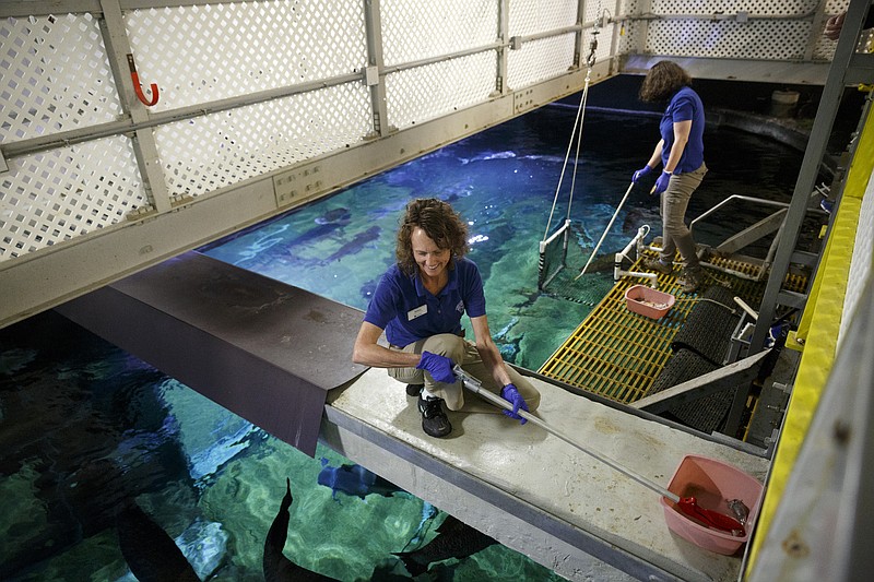 Aquarists Nikki Eisenmenger, left, and Tasha Skillman feed arapaima from a platform above the River Giants exhibit at the Tennessee Aquarium on Wednesday, Dec. 16, 2015, in Chattanooga, Tenn. Aquarists are teaching the arapaima to swim into a suspended net during feeding time to help ease their stress should the fish need to be removed from their tank for healths screenings.