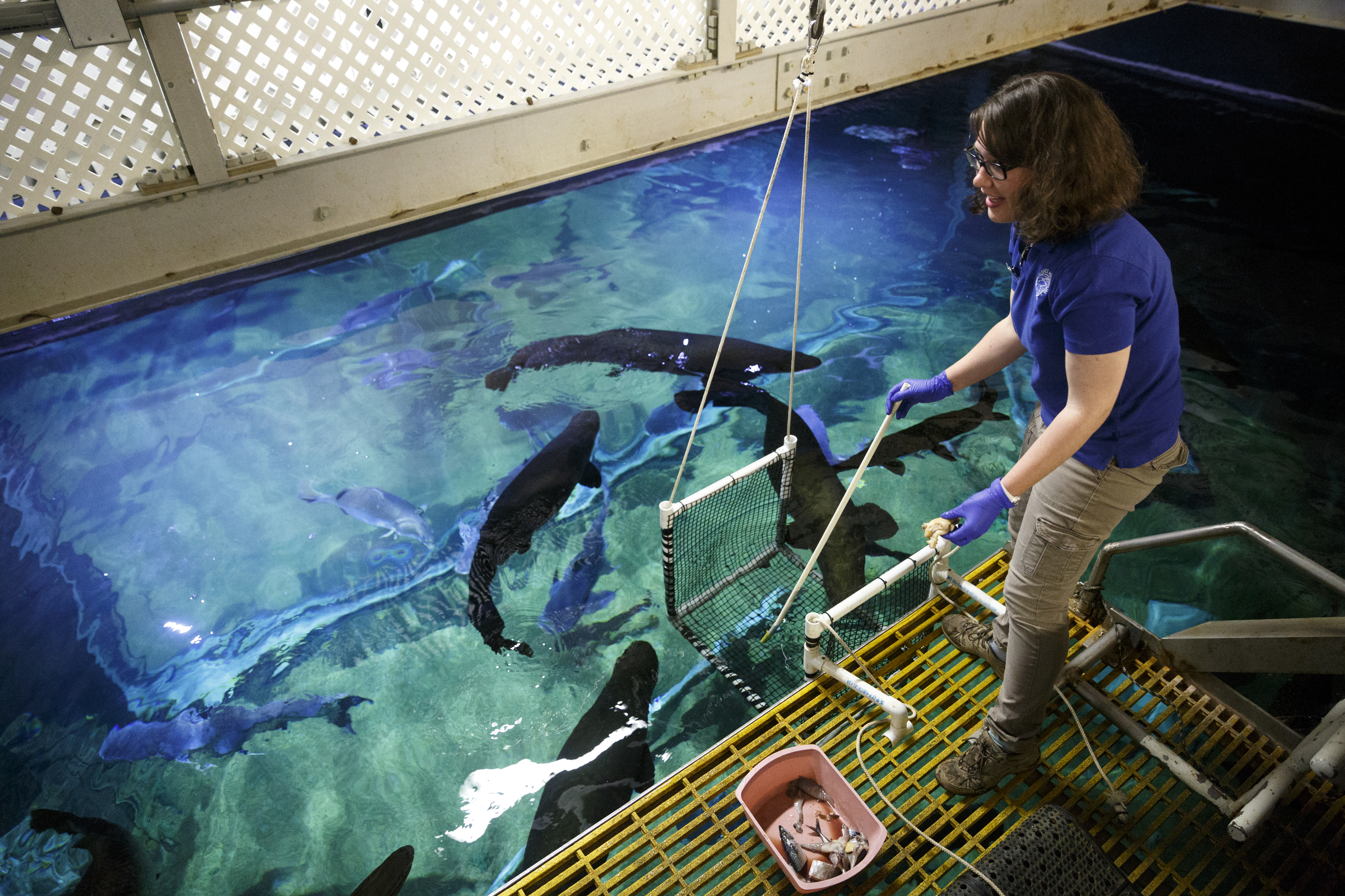 Aquarist Tasha Skillman feeds arapaima from a platform above the River Giants exhibit at the Tennessee Aquarium on Wednesday, Dec. 16, 2015, in Chattanooga, Tenn. Aquarists are teaching the arapaima to swim into a suspended net during feeding time to help ease their stress should the fish need to be removed from their tank for healths screenings.