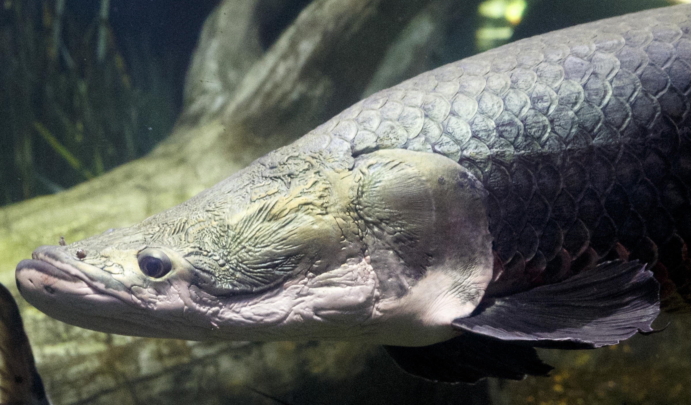 An arapaima swims in the River Giants exhibit at the Tennessee Aquarium on Wednesday, Dec. 16, 2015, in Chattanooga, Tenn. Aquarists are teaching the arapaima to swim into a suspended net during feeding time to help ease their stress should the fish need to be removed from their tank for healths screenings.