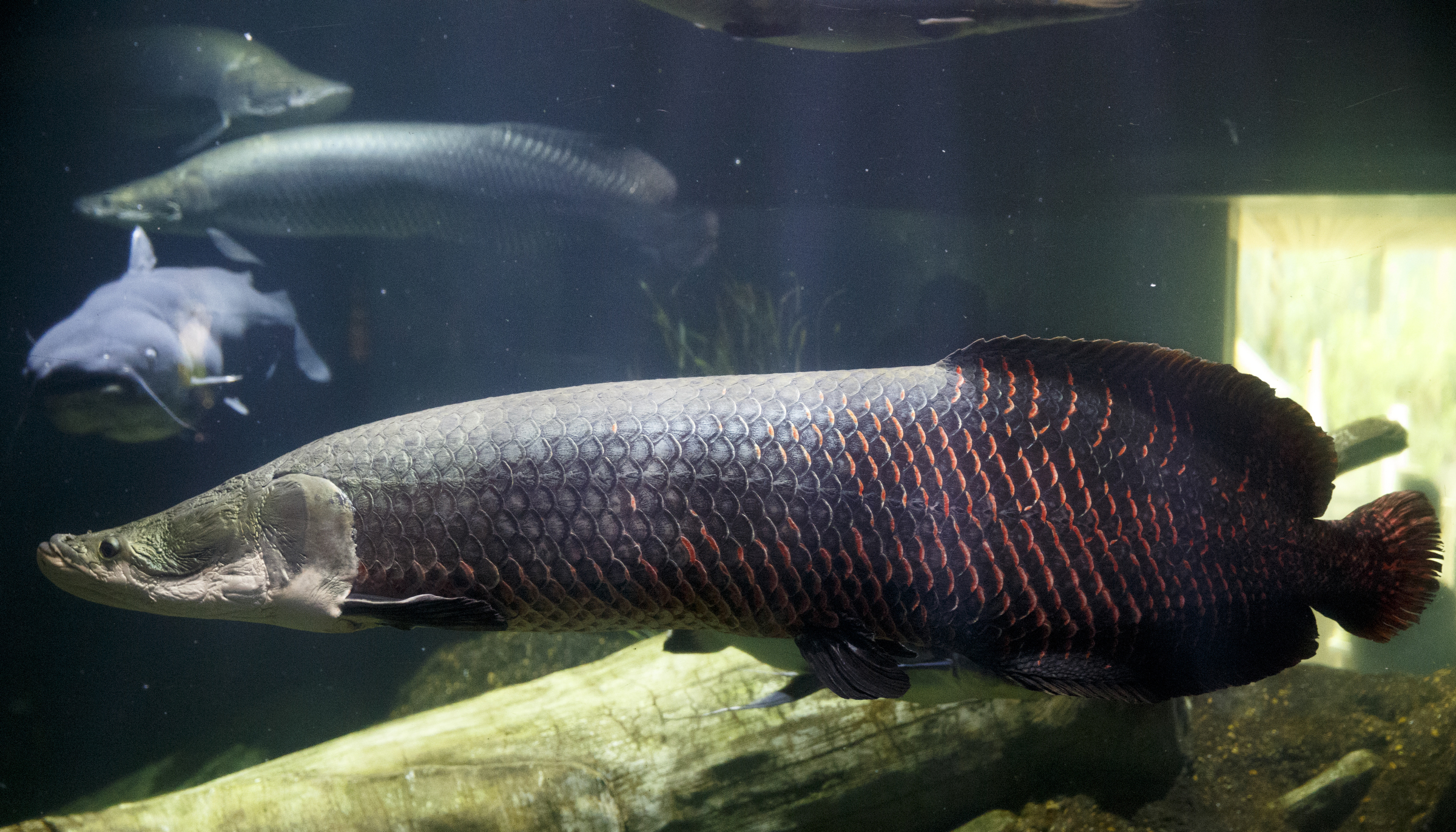 An arapaima swims in the River Giants exhibit at the Tennessee Aquarium on Wednesday, Dec. 16, 2015, in Chattanooga, Tenn. Aquarists are teaching the arapaima to swim into a suspended net during feeding time to help ease their stress should the fish need to be removed from their tank for healths screenings.