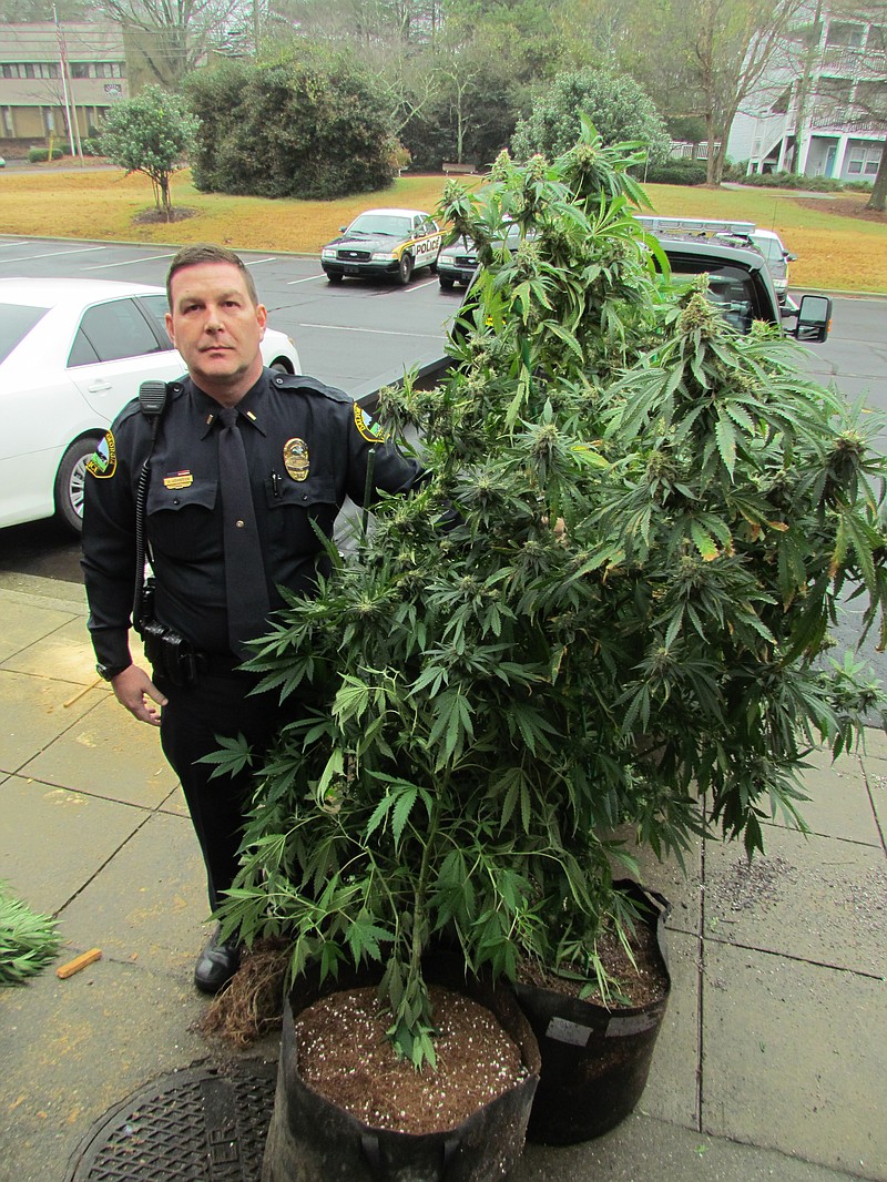 DPD Lt. Jamie Johnson holds up several large marijuana plants outside of the Dalton Police Services Center as they were being processed as evidence.