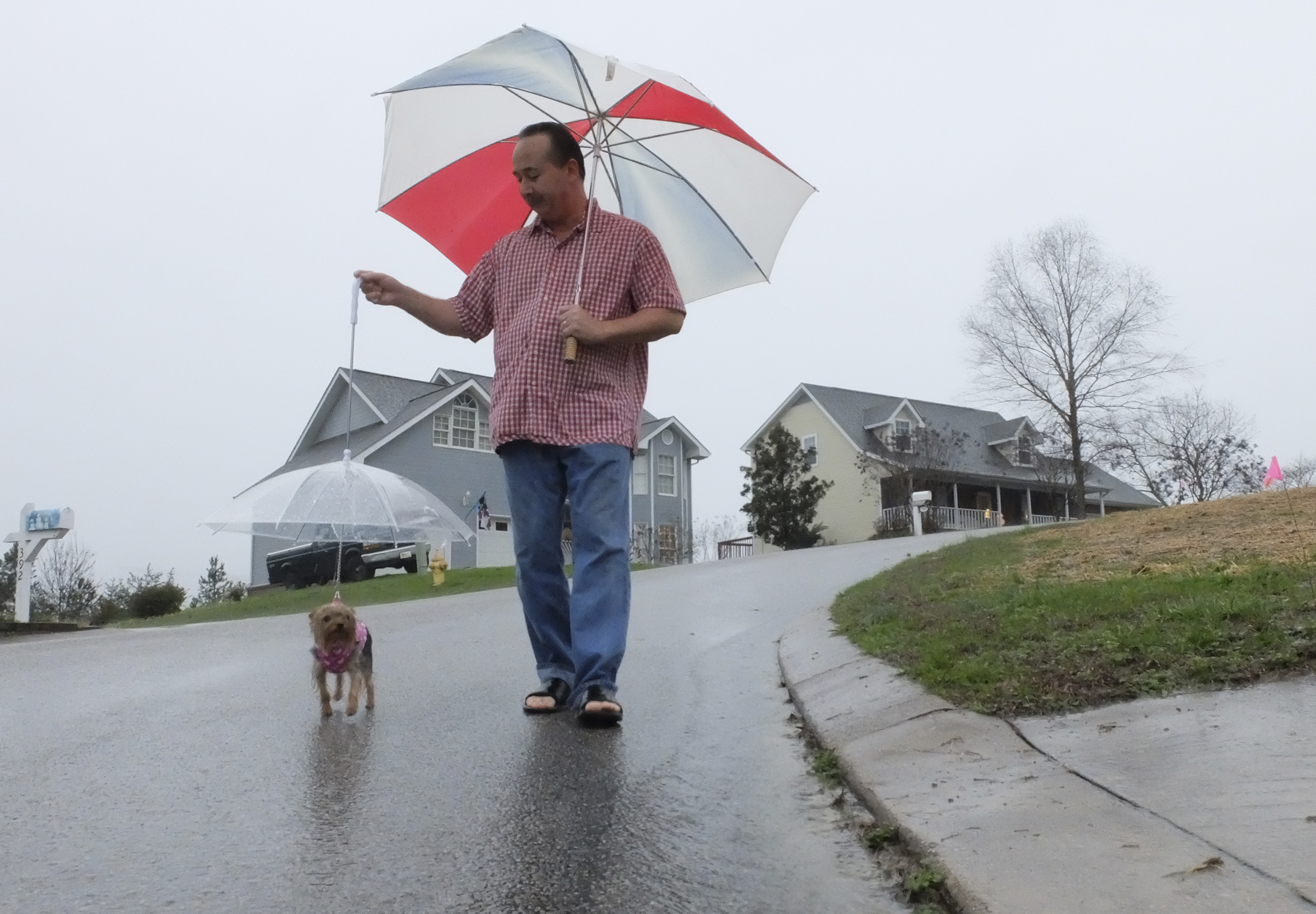Dave Palmer, of Soddy-Daisy, walks his dog, Mia, under her doggie umbrella Christmas Day in the 300 block of Ashley Drive. Mia is a one-year-old Yorkshire Terrier.