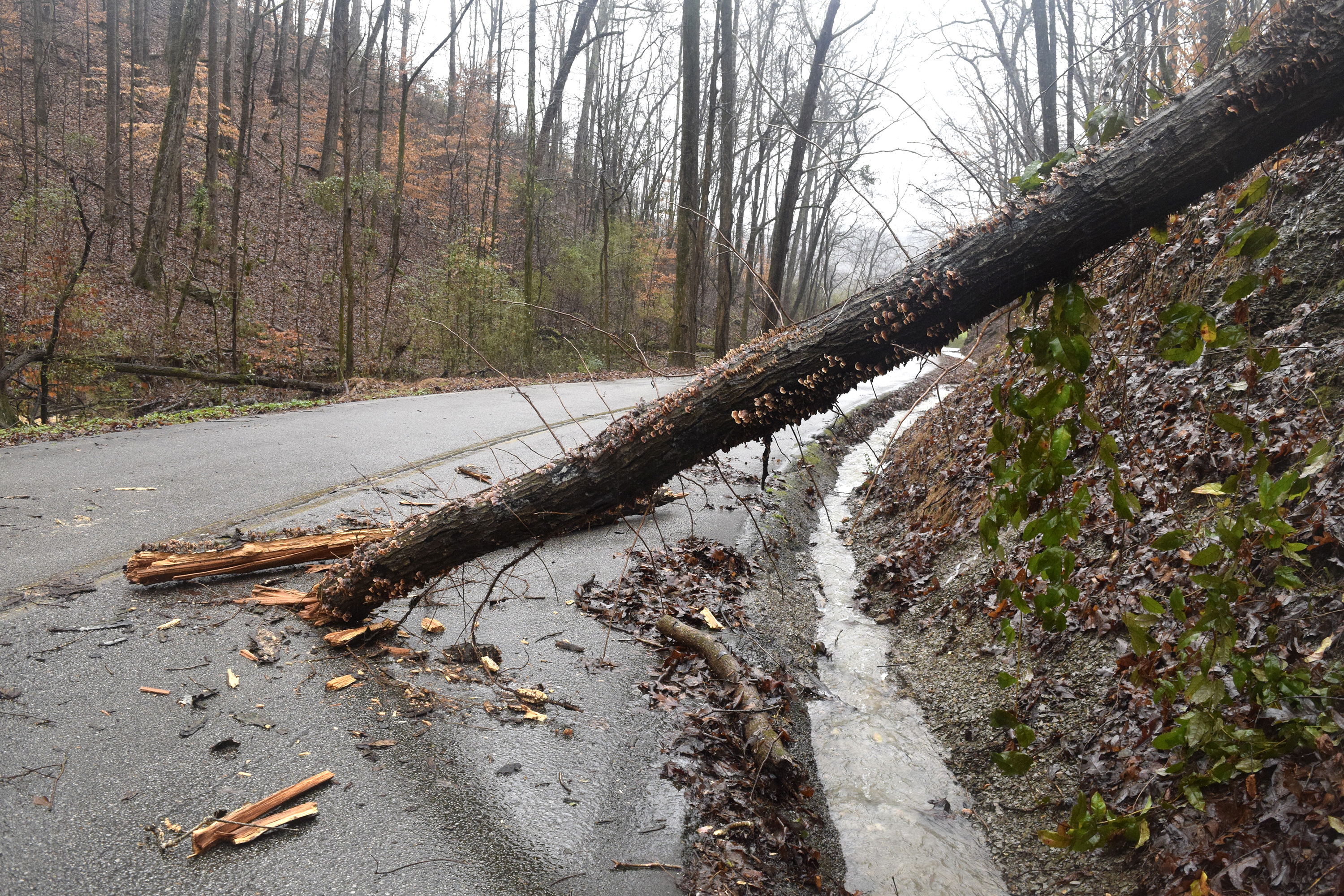 A downed tree blocks one lane of Jackson Road in the Falling Water Community. Heavy rains caused flooding and road closures across Hamilton County on Christmas Day.