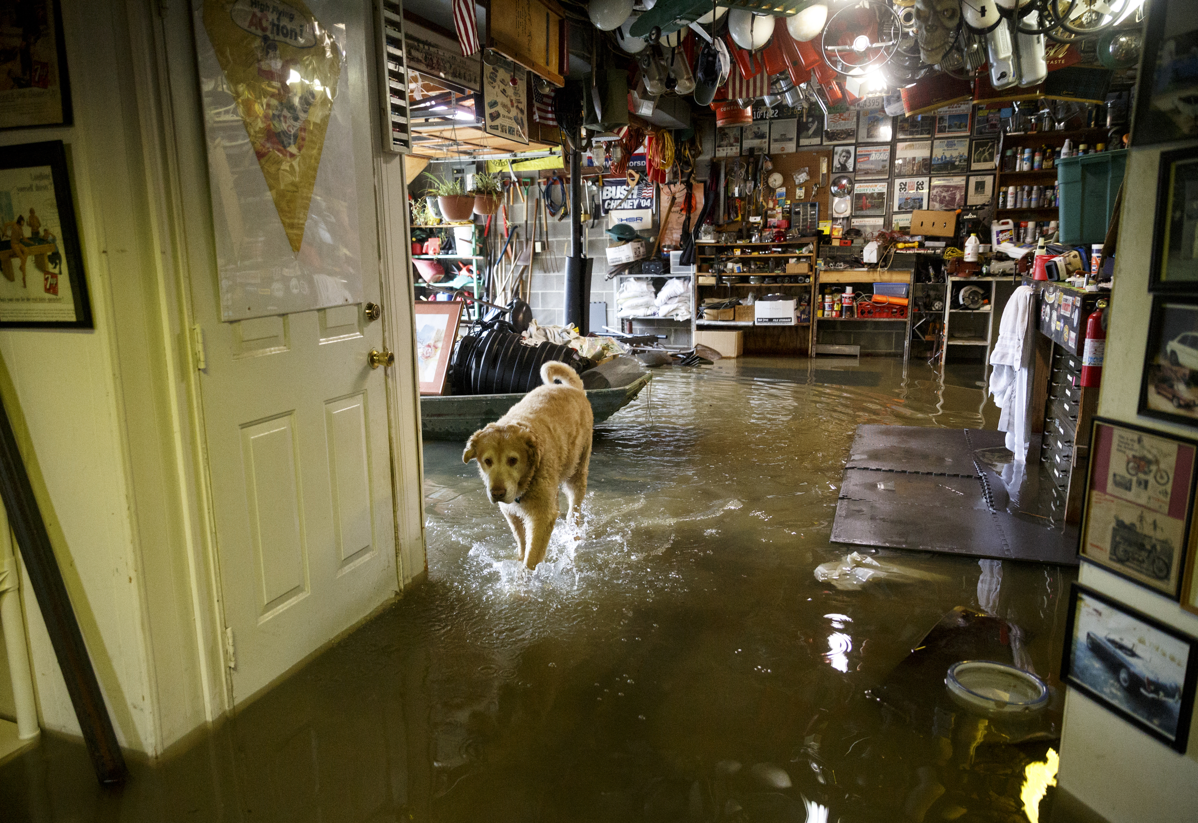 A dog runs through Rex Wheeler's flooded basement after heavy rains brought flooding to the region Saturday, Dec. 26, 2015, in East Ridge, Tenn. Rain is expected to continue into the next week.