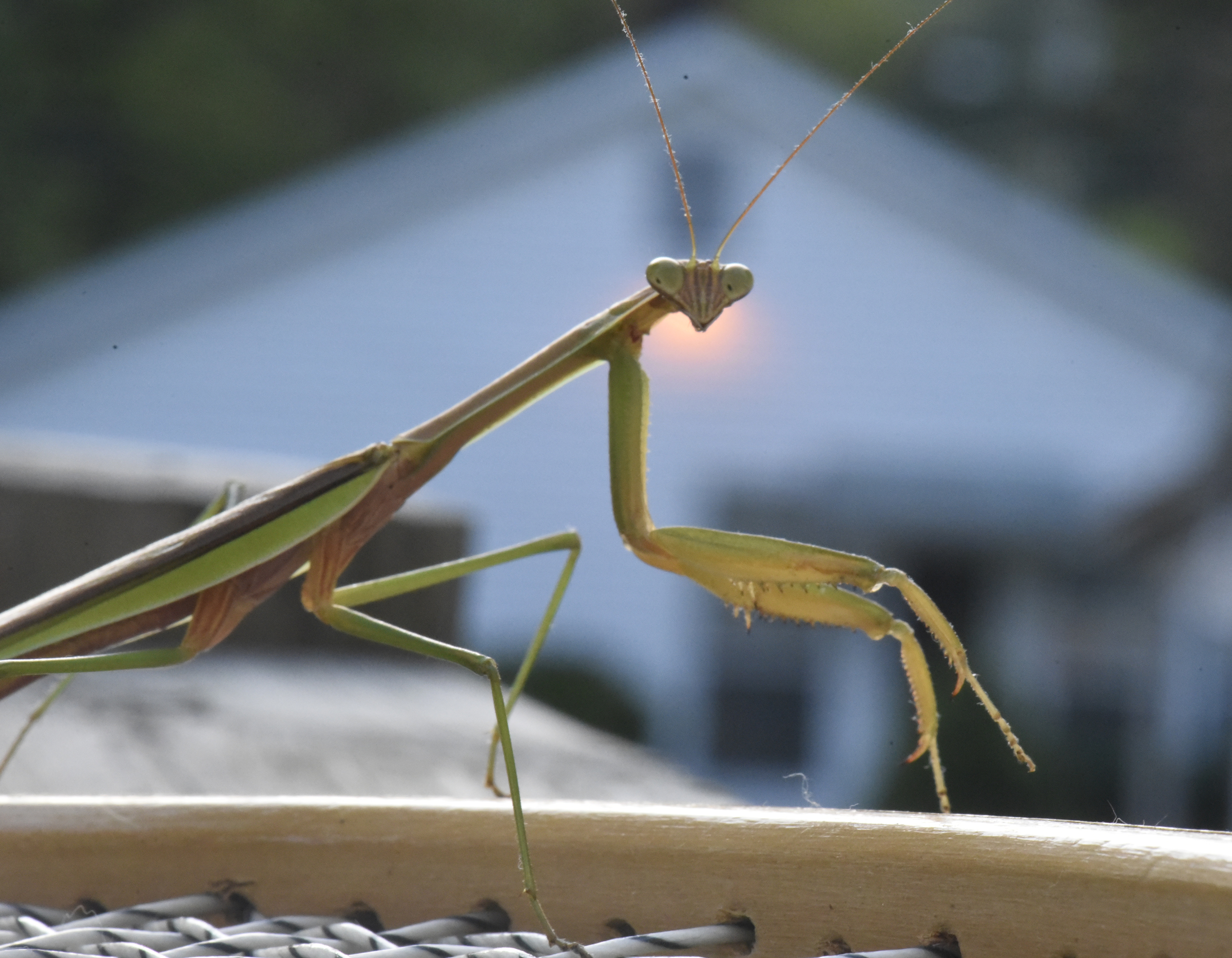 A praying mantis is spotted in Chattanooga.