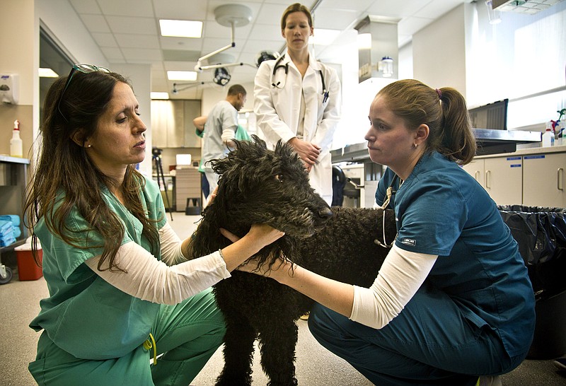 Veterinary student Katie Reynolds, center, observes as chief of oncology Dr. Nicole Leibman, left, and veterinary intern Dr. Samantha Schlemmer, right, prepare to examine a standard poodle named Bacchus for a possible oral mass, at the new Cancer Institute at Manhattan's Animal Medical Center in New York. (AP Photo/Bebeto Matthews)