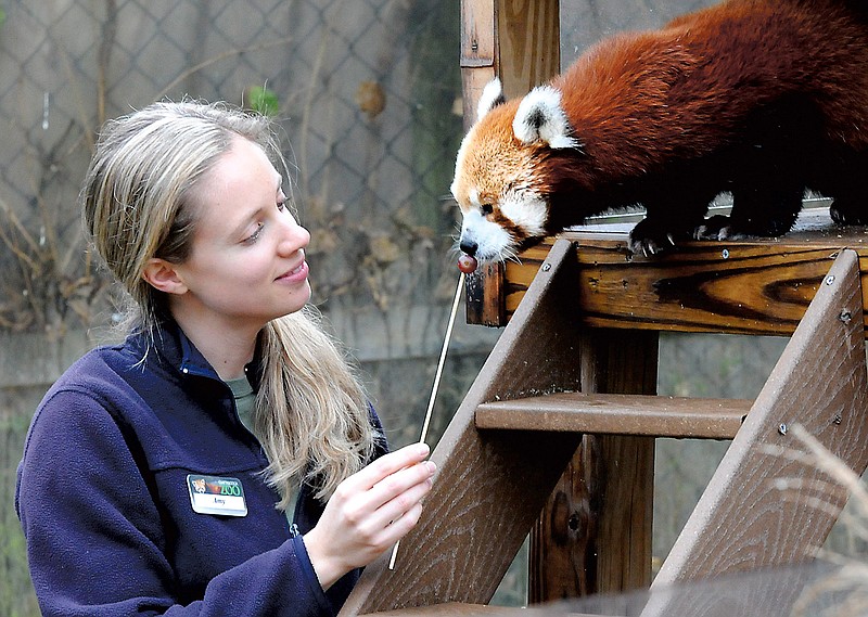 Amy Solis, left, feeds Wen-Dee, a red panda that is part of the Species Survival Plan at the Chattanooga Zoo. The Chattanooga Zoo had the most visitors in its 78-year history in 2015 with annual attendance at 200,352, beating the previous record of 170,547 guests in 2014. Zoo CEO and President Dardenelle Long said significant animal acquisitions including two snow leopards, seven chimpanzees, 11 prairie dogs, two servals, a prehensile tailed porcupine and and two radiated tortoises helped attract visitors.