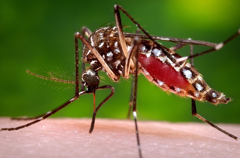 
              FILE - This 2006 file photo provided by the Centers for Disease Control and Prevention shows a female Aedes aegypti mosquito in the process of acquiring a blood meal from a human host. The The Centers for Disease Control and Prevention on Tuesday, Jan. 19, 2016, announced new guidance for doctors whose pregnant patients may have traveled to regions with a tropical illness linked to birth defects. Officials say doctors should ask pregnant women about their travel and certain symptoms, and, if warranted, test them for an infection with the Zika  virus. The virus is spread through mosquito bites.  (James Gathany/Centers for Disease Control and Prevention via AP, File)
            