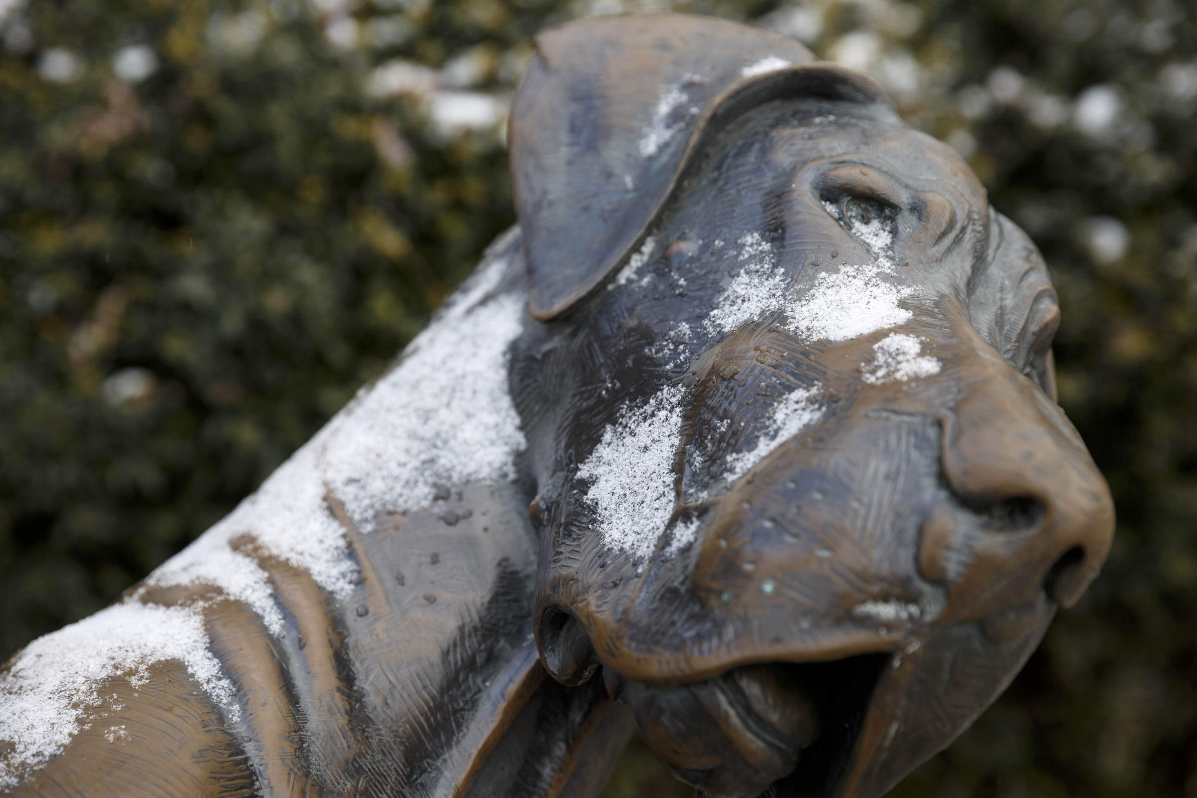 Snow dusts the "High Four" statue of a Great Dane near the Walnut Street Bridge after winter storm Jonas swept across the Eastern United States on Saturday, January 23, 2016, in Chattanooga, Tenn. While much of the East Coast received heavy snowfall, the Tennessee Valley was less effected.
