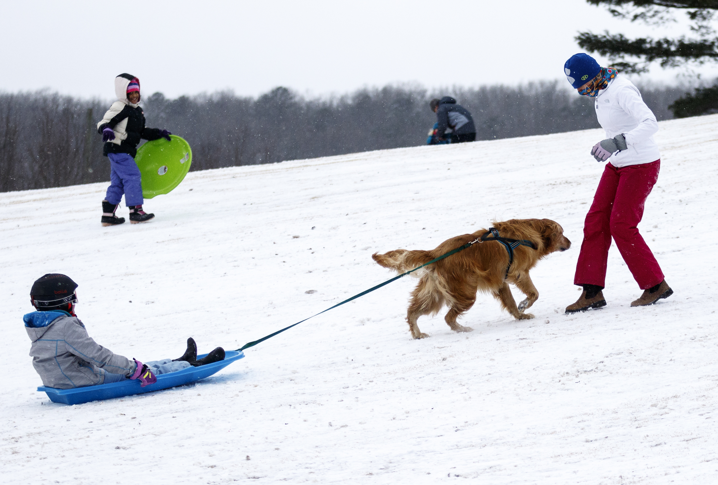 Laura Duncan, right, watches as labrador retriever Bear helps to pull Skyla Duncan up a hill while sledding on a fairway of the Signal Mountain Golf and Country Club after winter storm Jonas swept across the Eastern United States on Saturday, January 23, 2016, in Signal Mountain, Tenn. While much of the East Coast received heavy snowfall, the Tennessee Valley was less effected.